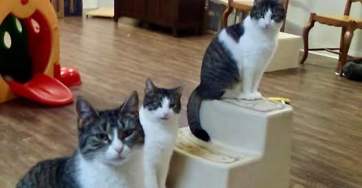 Dolly, Daddio, and Tia, Young Female Domestic Short Hair