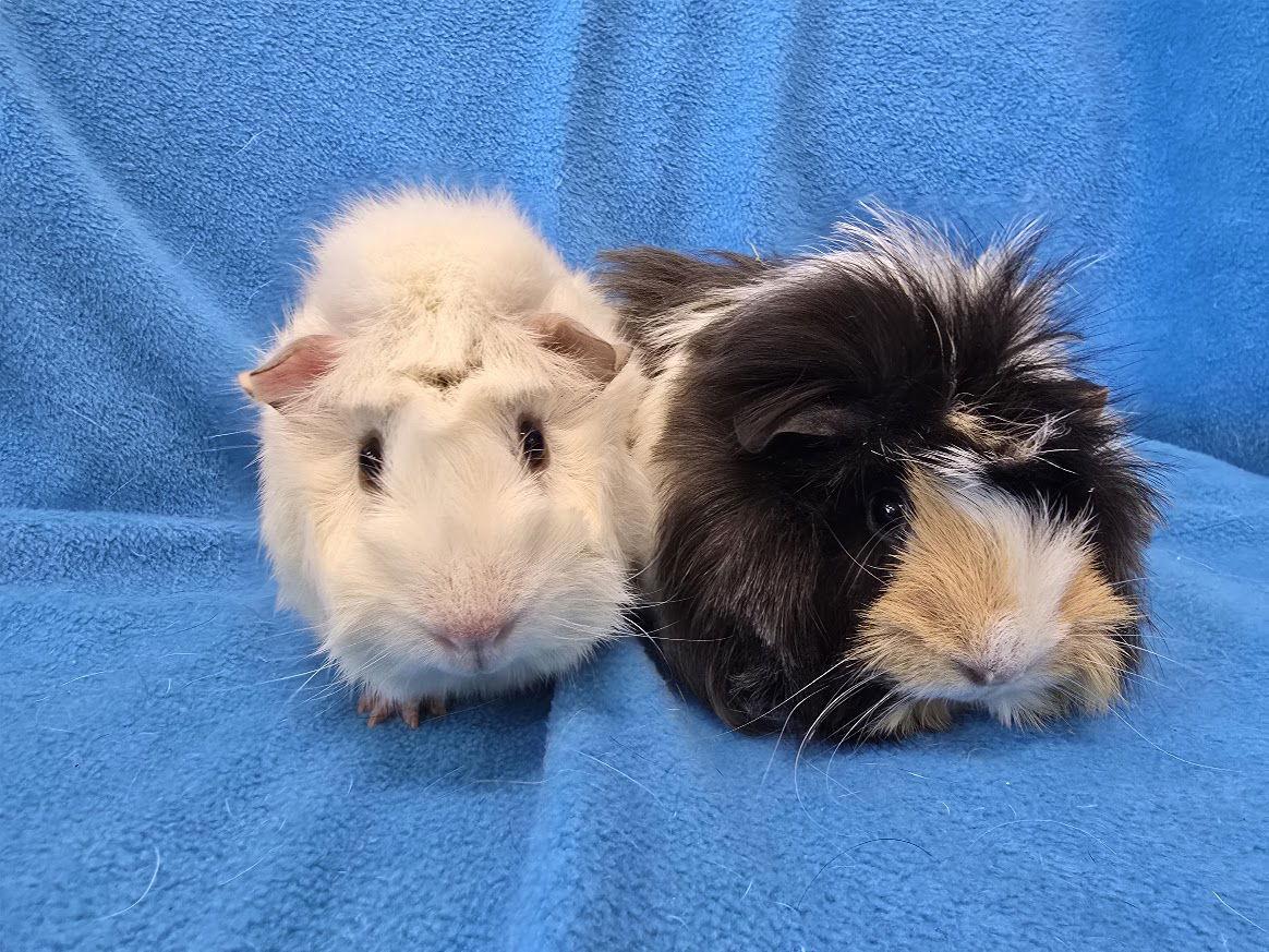 Enlarge Lorelai & Luke, a Adoptable Guinea Pig in Baton Rouge, LA image 3/3