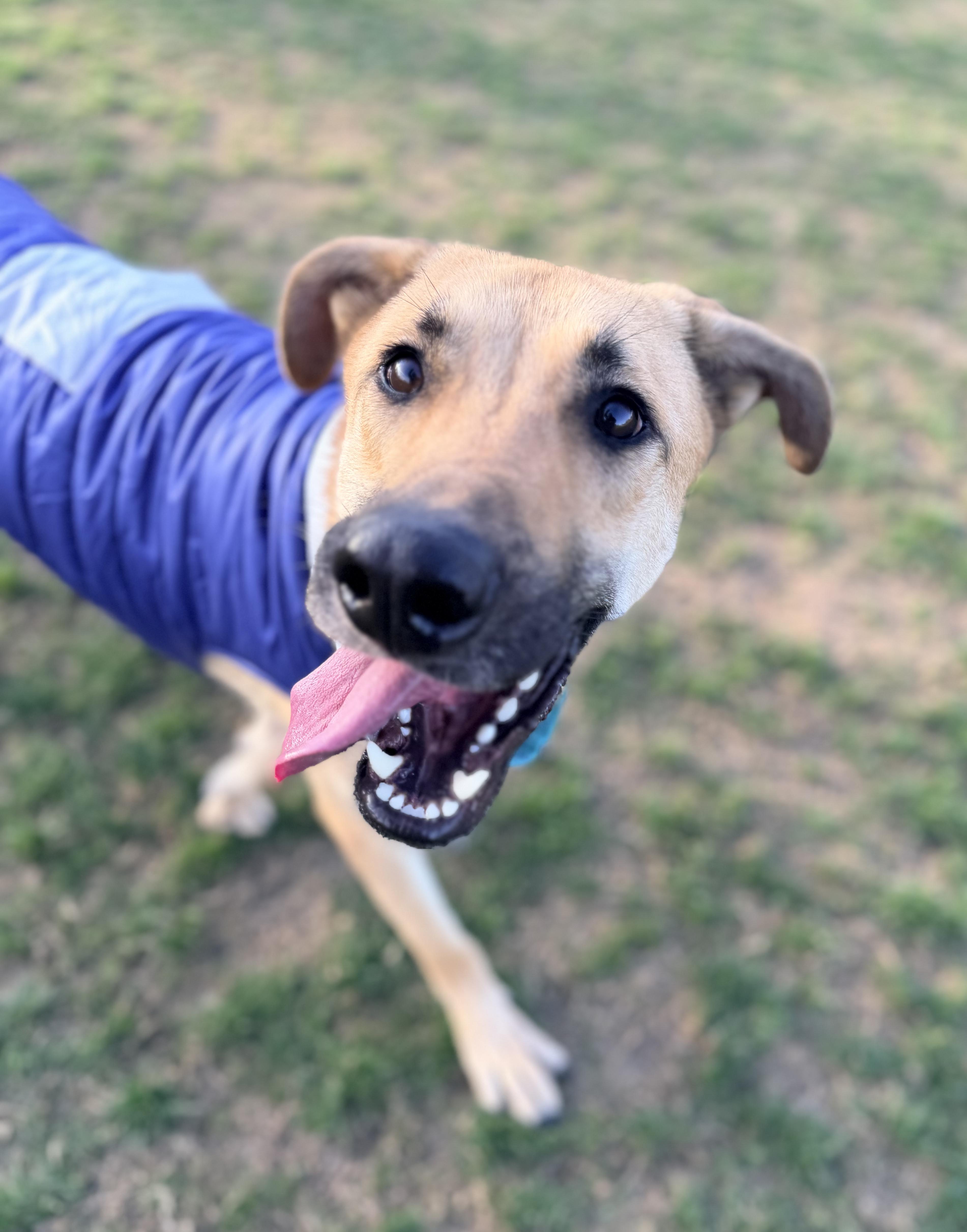 Jack, a Adoptable mixed breed in Garland, TX image 1/6