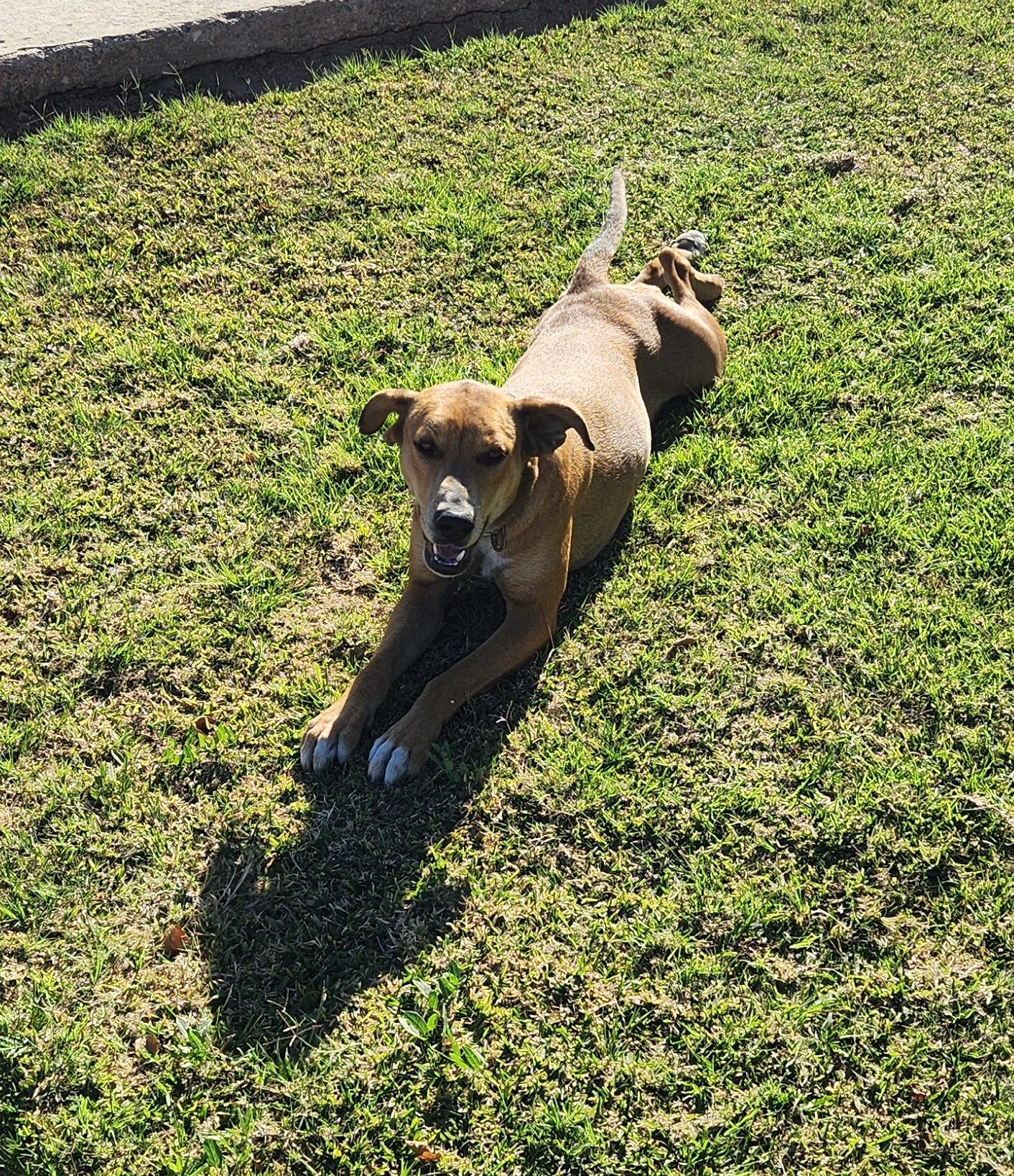 Lola (38), an adoptable Hound in Mexicali, BCN, 21280 | Photo Image 2
