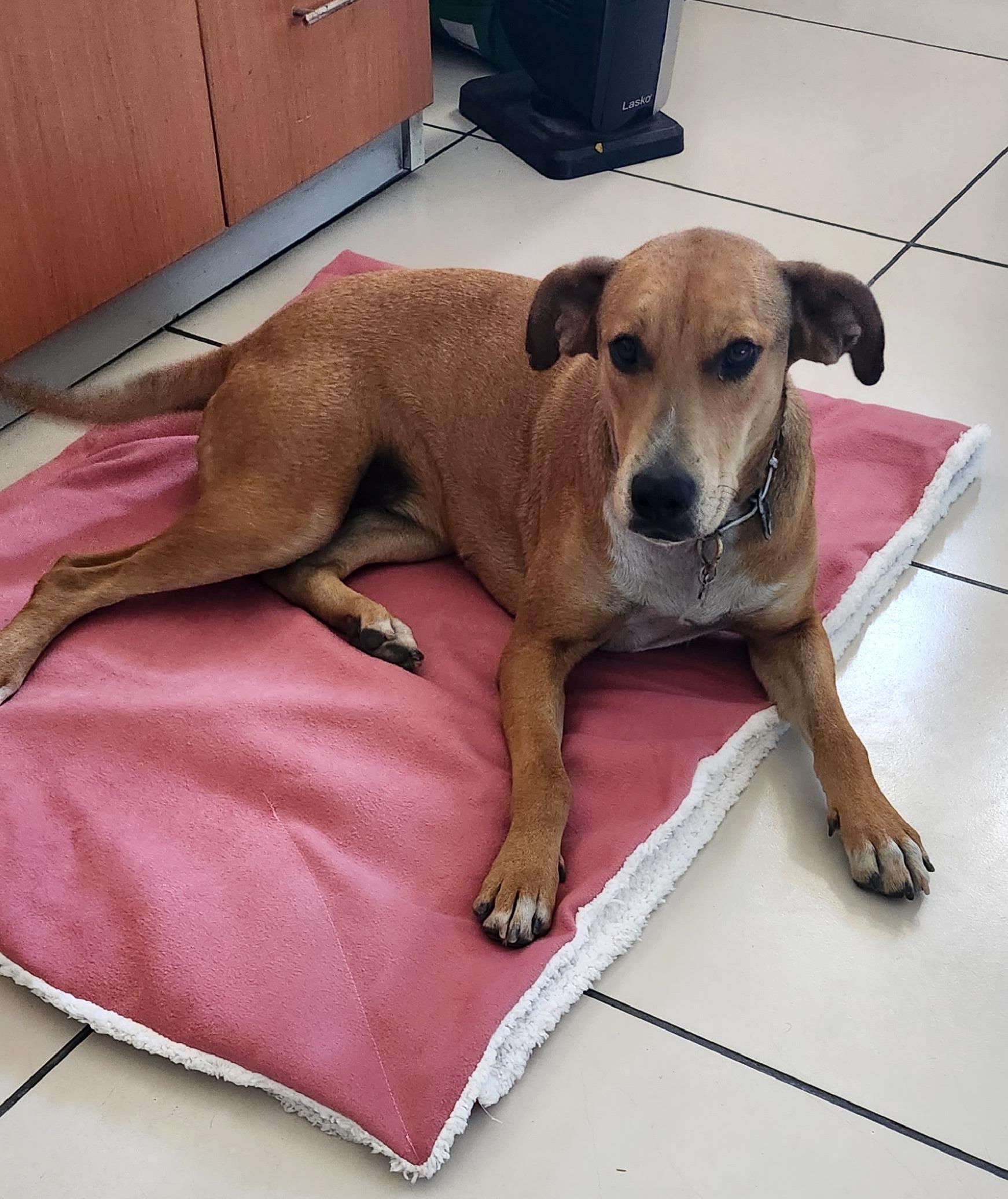 Lola (38), Young Female Hound
