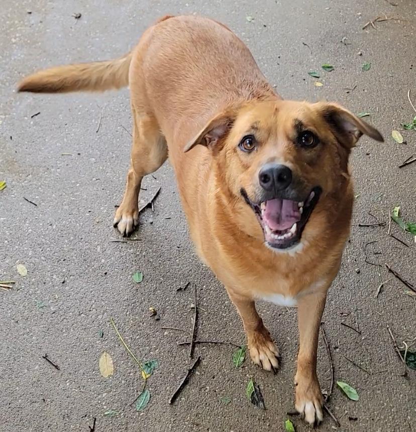 Enlarge Brandy, a ADOPTABLE Labrador Retriever in Mount Sterling, KY image 2/5