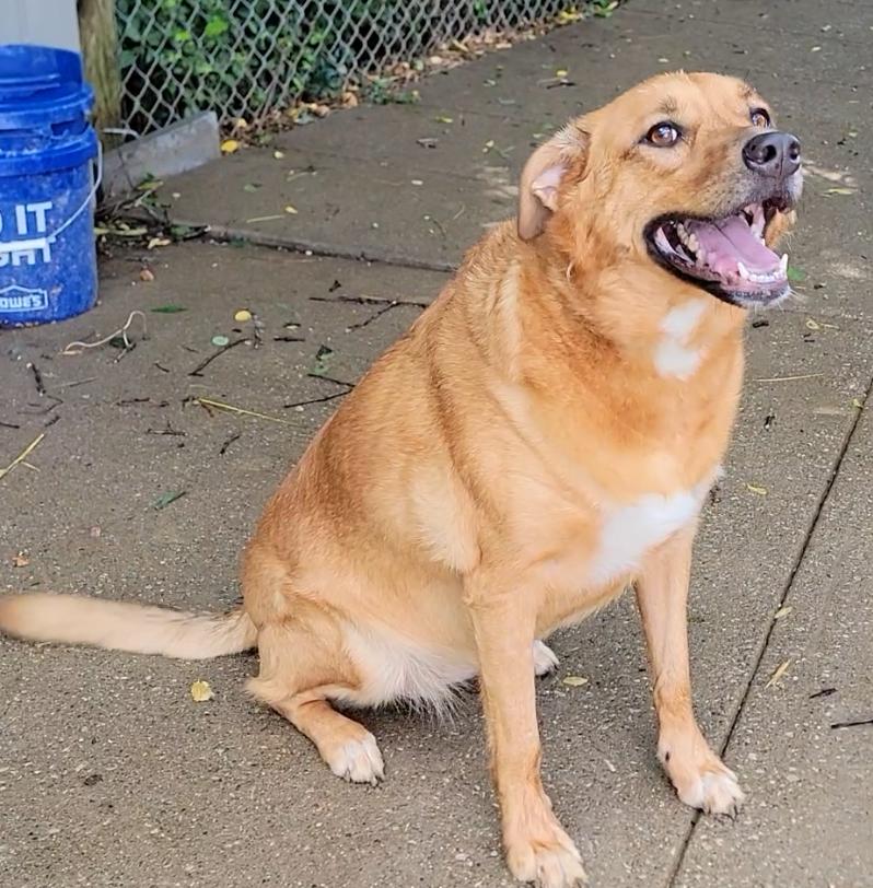 Enlarge Brandy, a ADOPTABLE Labrador Retriever in Mount Sterling, KY image 4/5