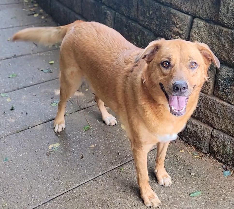 Enlarge Brandy, a ADOPTABLE Labrador Retriever in Mount Sterling, KY image 1/5