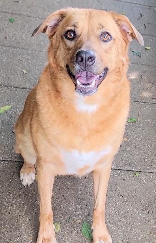 Enlarge Brandy, a ADOPTABLE Labrador Retriever in Mount Sterling, KY image 3/5