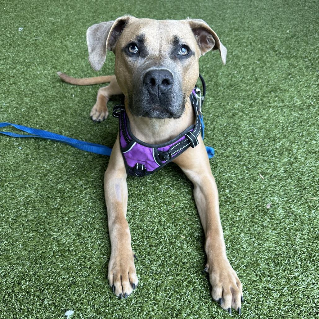 Liam, Adoptable, Adult Male Black Mouth Cur.