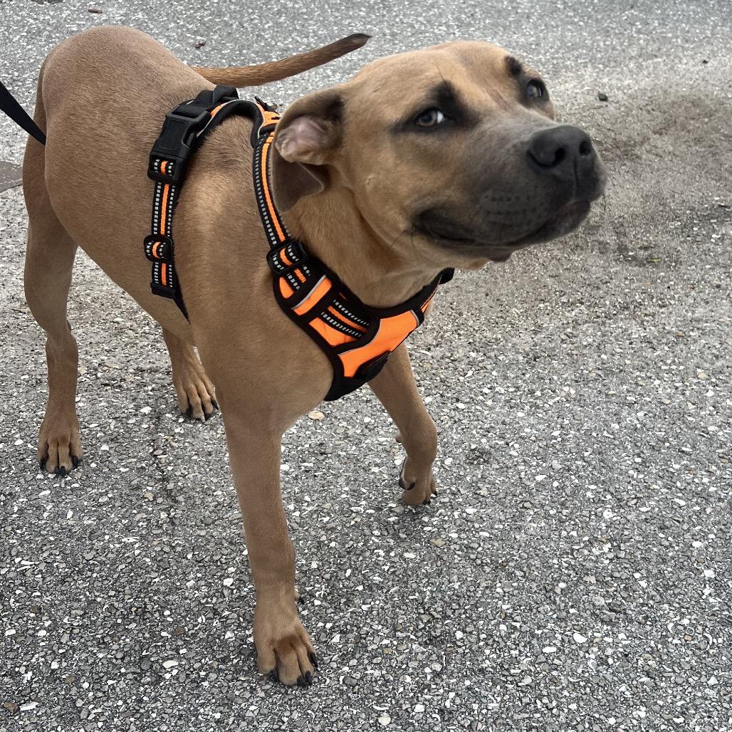 Enlarge Liam, a Adoptable Black Mouth Cur in West Palm Beach, FL image 2/6