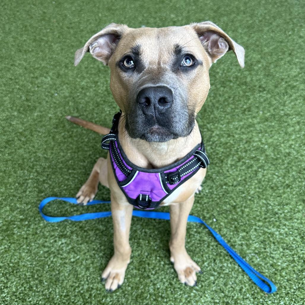 Enlarge Liam, a Adoptable Black Mouth Cur in West Palm Beach, FL image 3/6