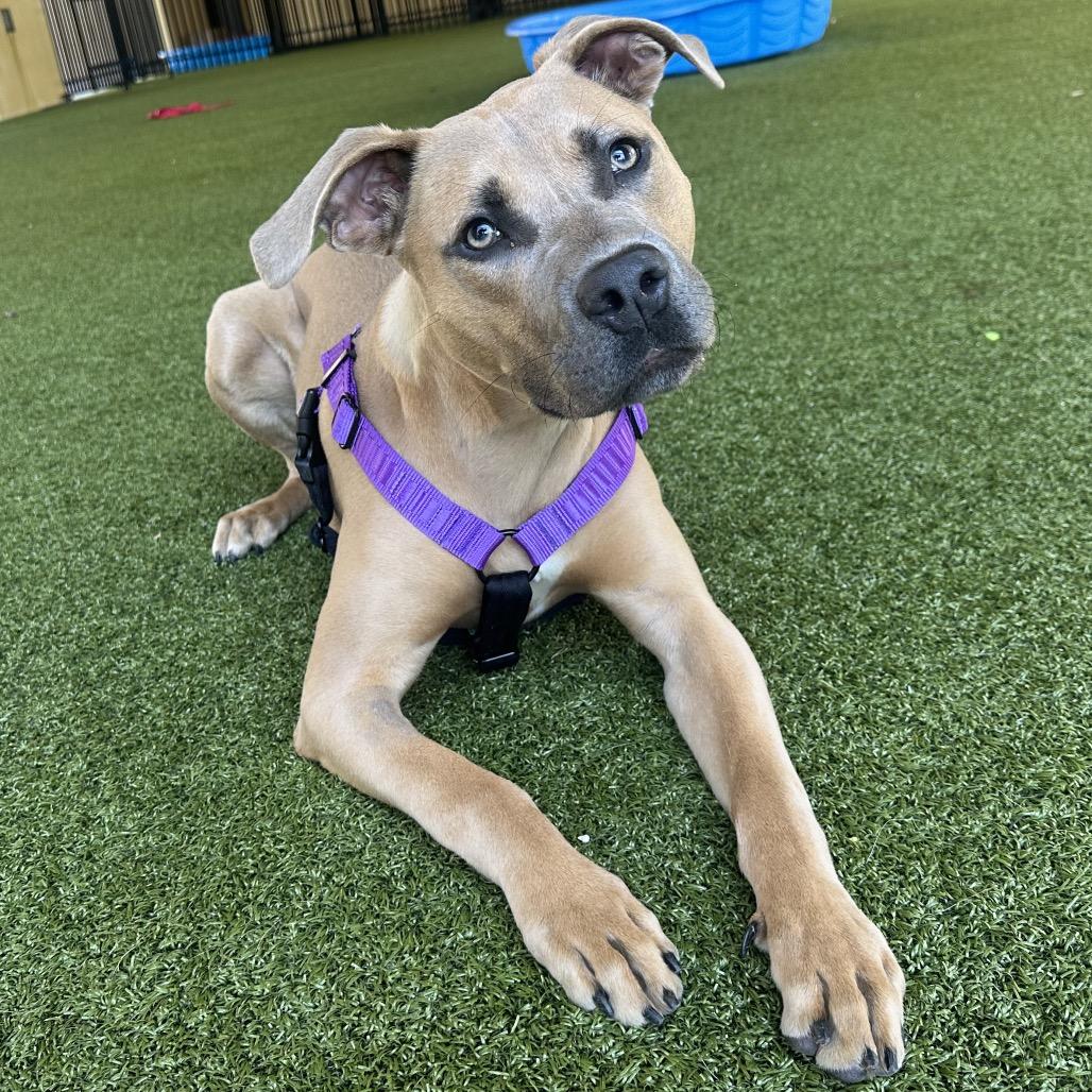 Enlarge Liam, a Adoptable Black Mouth Cur in West Palm Beach, FL image 4/6