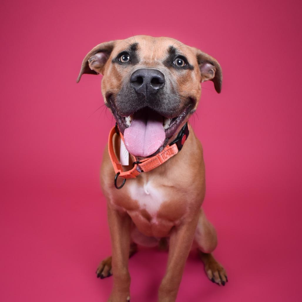 Enlarge Liam, a Adoptable Black Mouth Cur in West Palm Beach, FL image 5/6