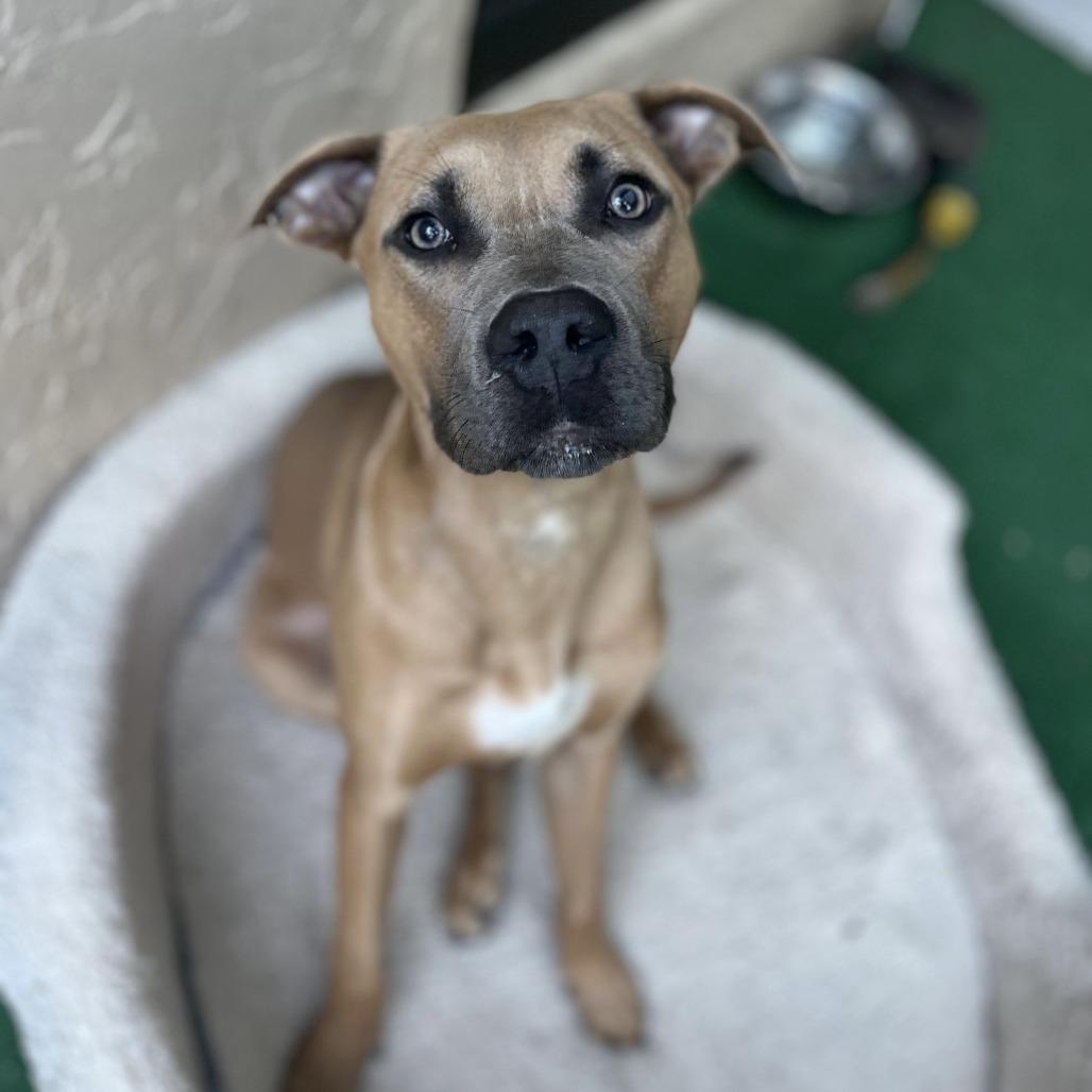 Enlarge Liam, a Adoptable Black Mouth Cur in West Palm Beach, FL image 6/6