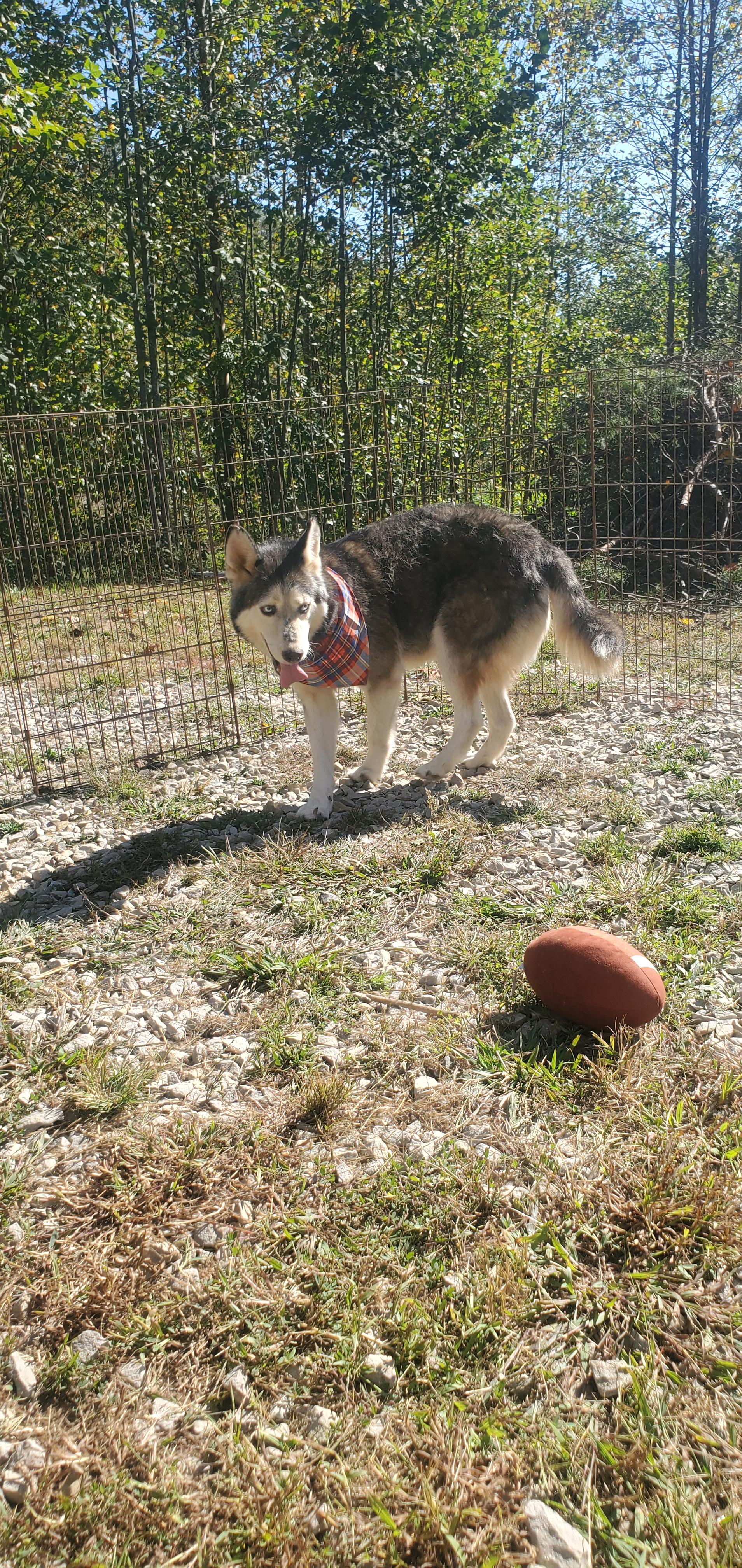 JC, Adoptable, Adult Male Siberian Husky.