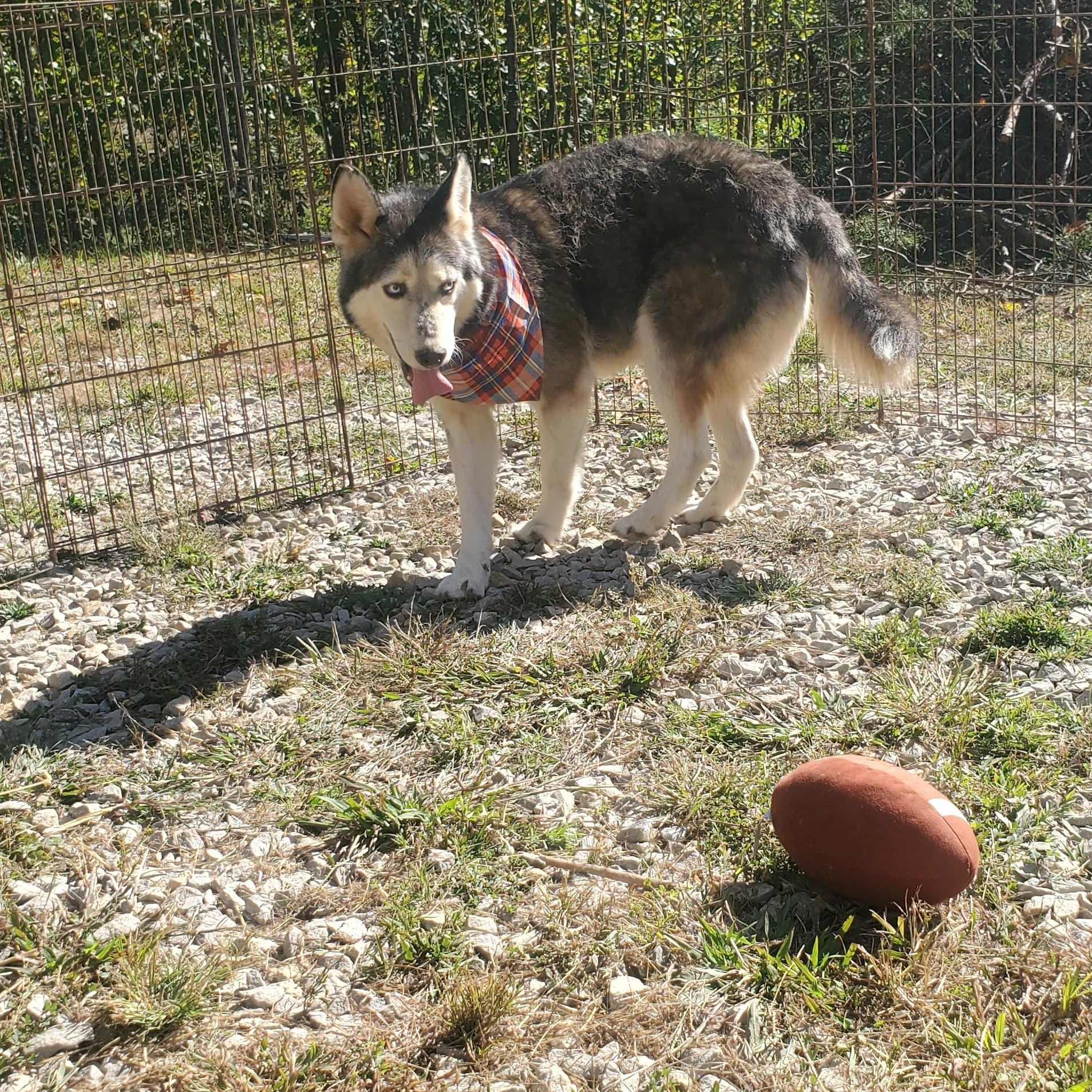 JC, a Adoptable Siberian Husky in Campton, KY image 2/6