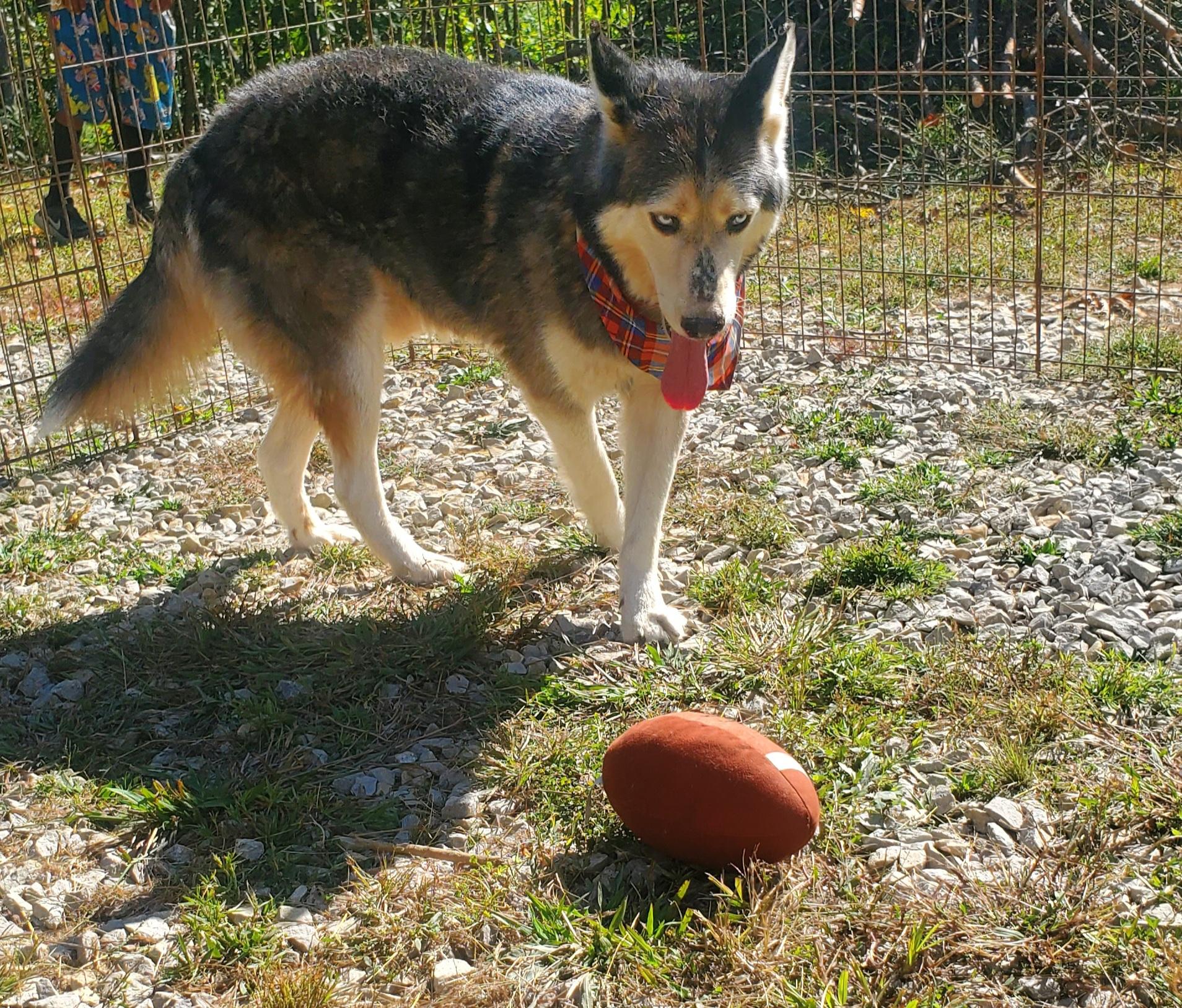 JC, a Adoptable Siberian Husky in Campton, KY image 2/6