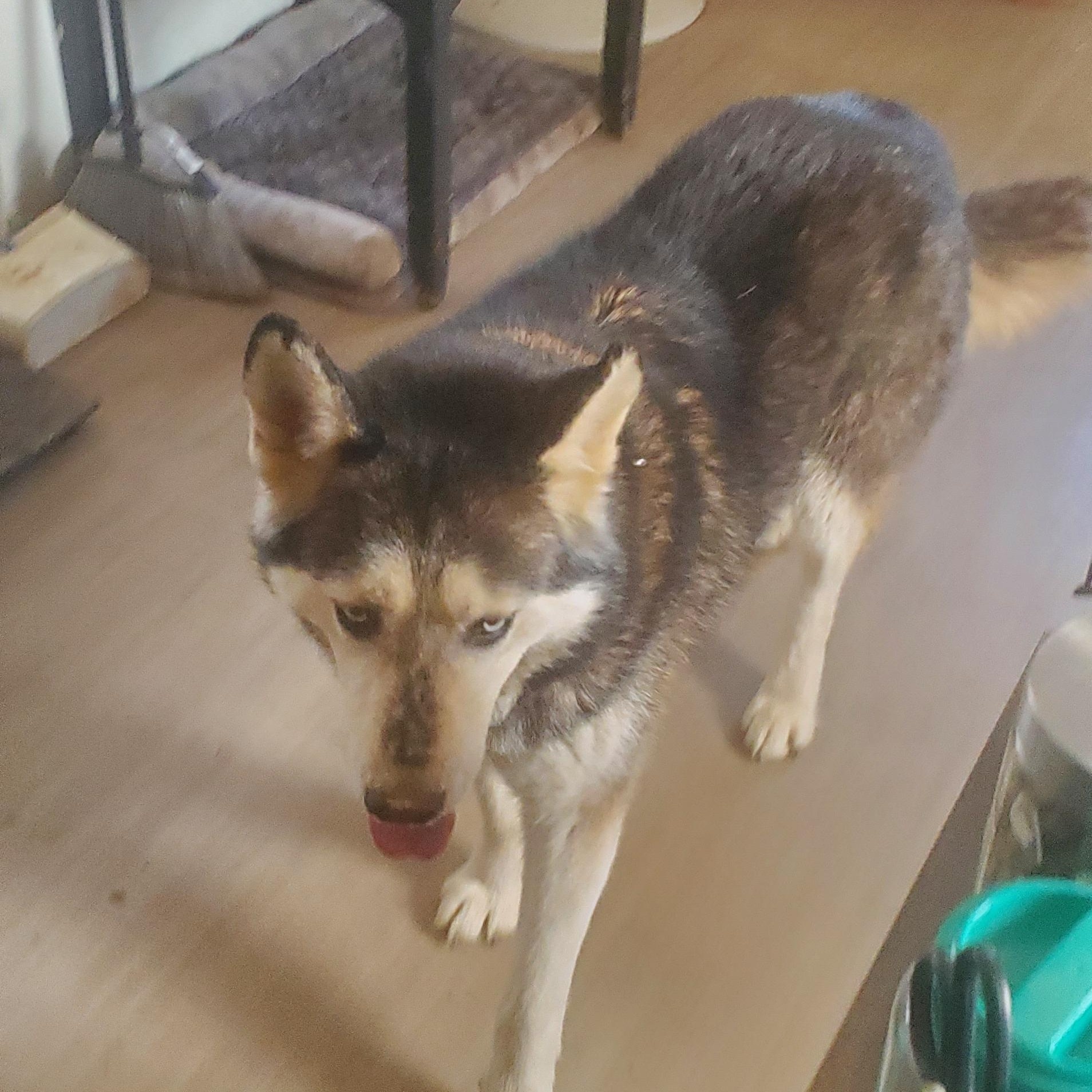 JC, a Adoptable Siberian Husky in Campton, KY image 4/6