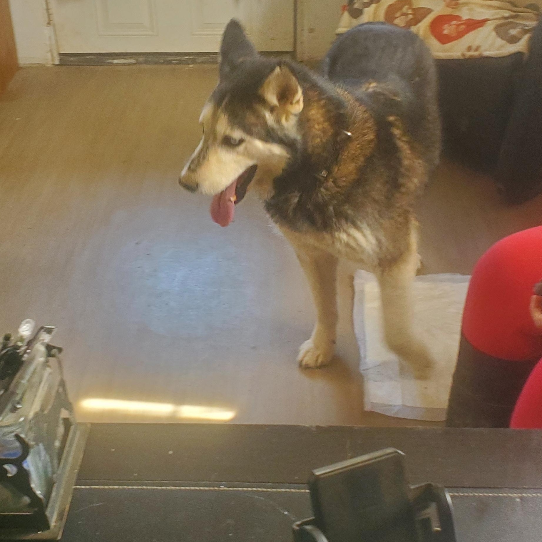 JC, a Adoptable Siberian Husky in Campton, KY image 5/6