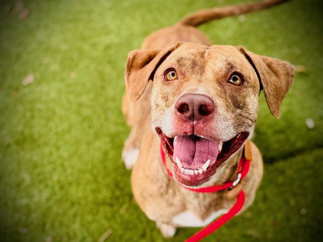 SOPHIE, Adoptable, Adult Female Pit Bull Terrier.