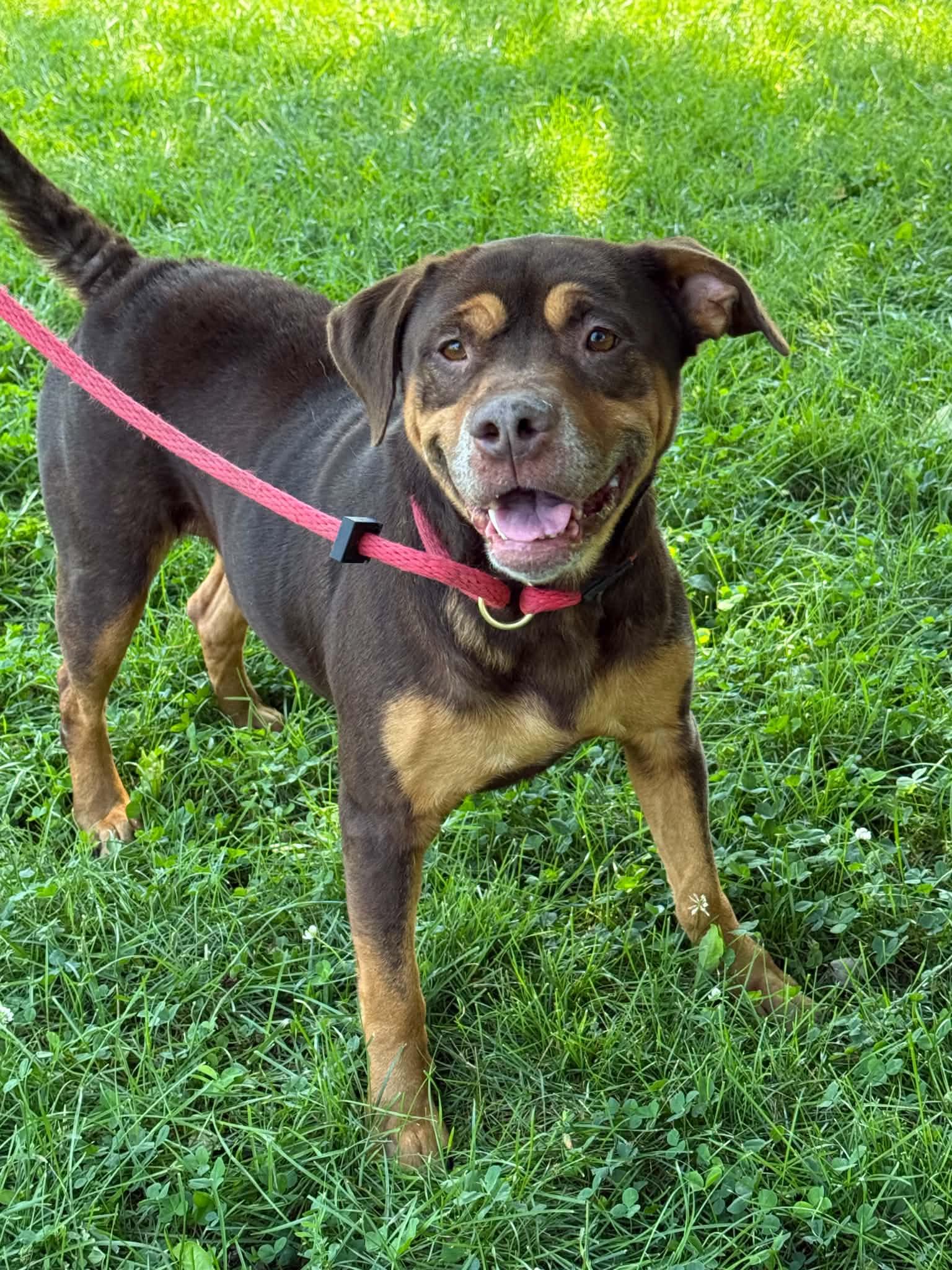 Oma, Adoptable, Adult Female Rottweiler.