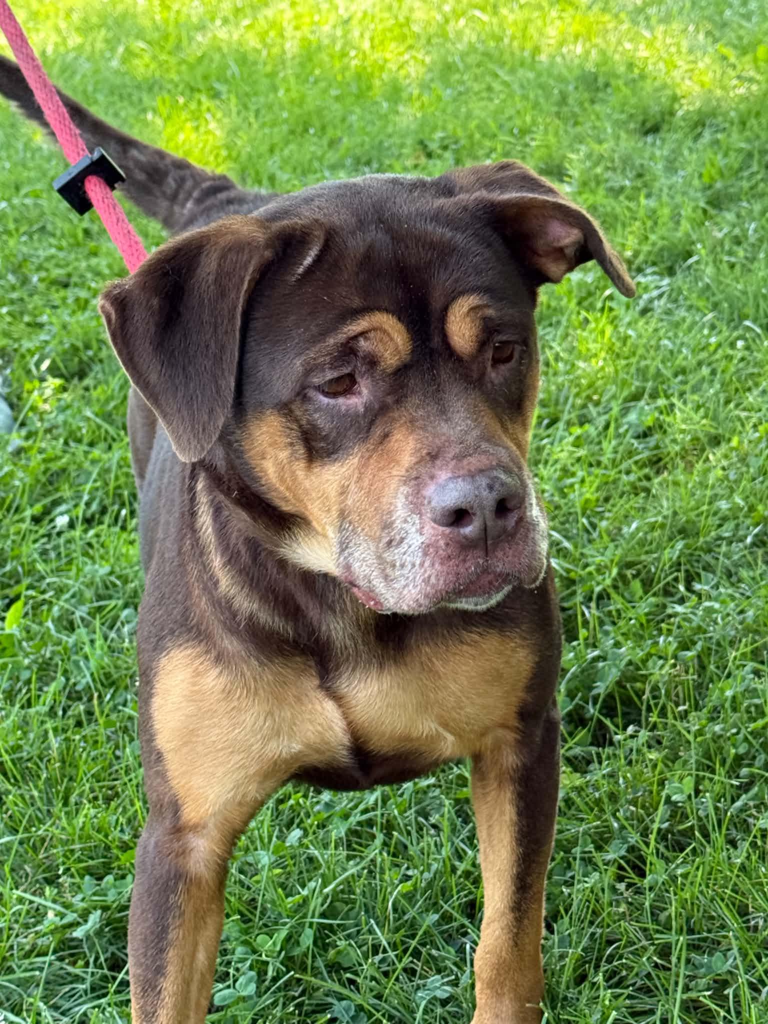 Enlarge Oma, a Adoptable mixed breed in Springfield, IL image 2/3