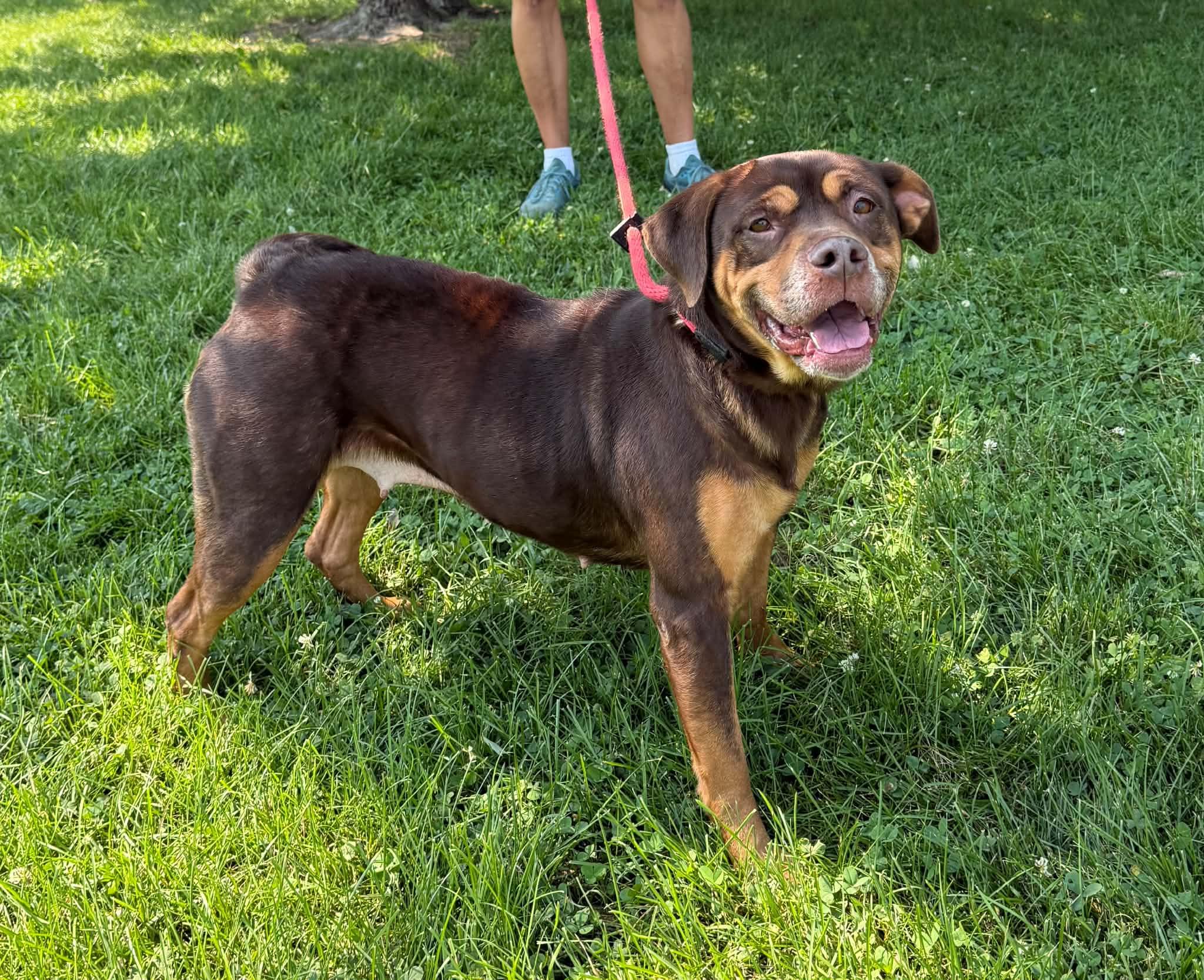 Enlarge Oma, a Adoptable mixed breed in Springfield, IL image 3/3
