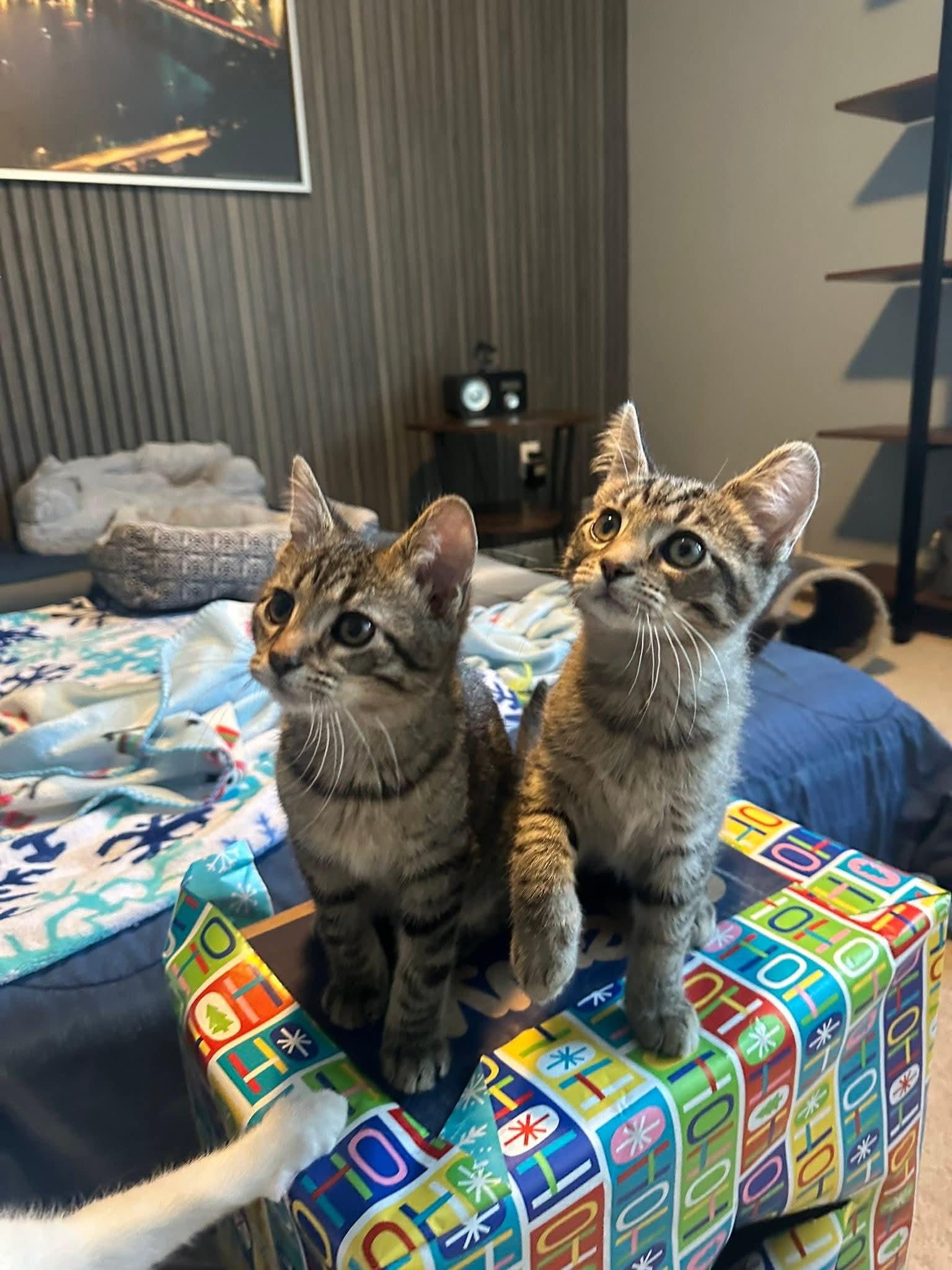 Enlarge Finley, a ADOPTABLE Domestic Short Hair in Carnegie, PA image 5/6