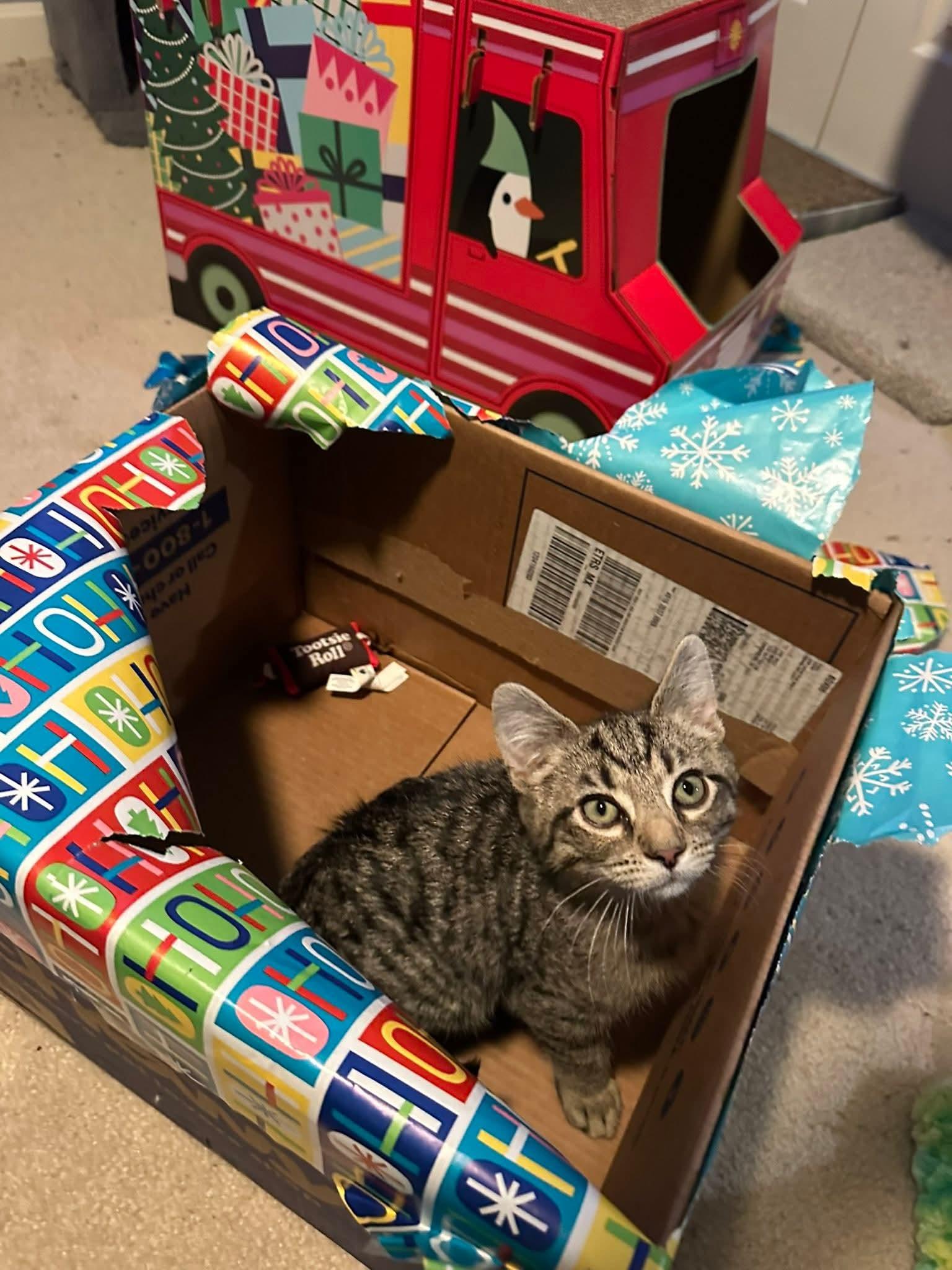 Enlarge Finley, a ADOPTABLE Domestic Short Hair in Carnegie, PA image 6/6