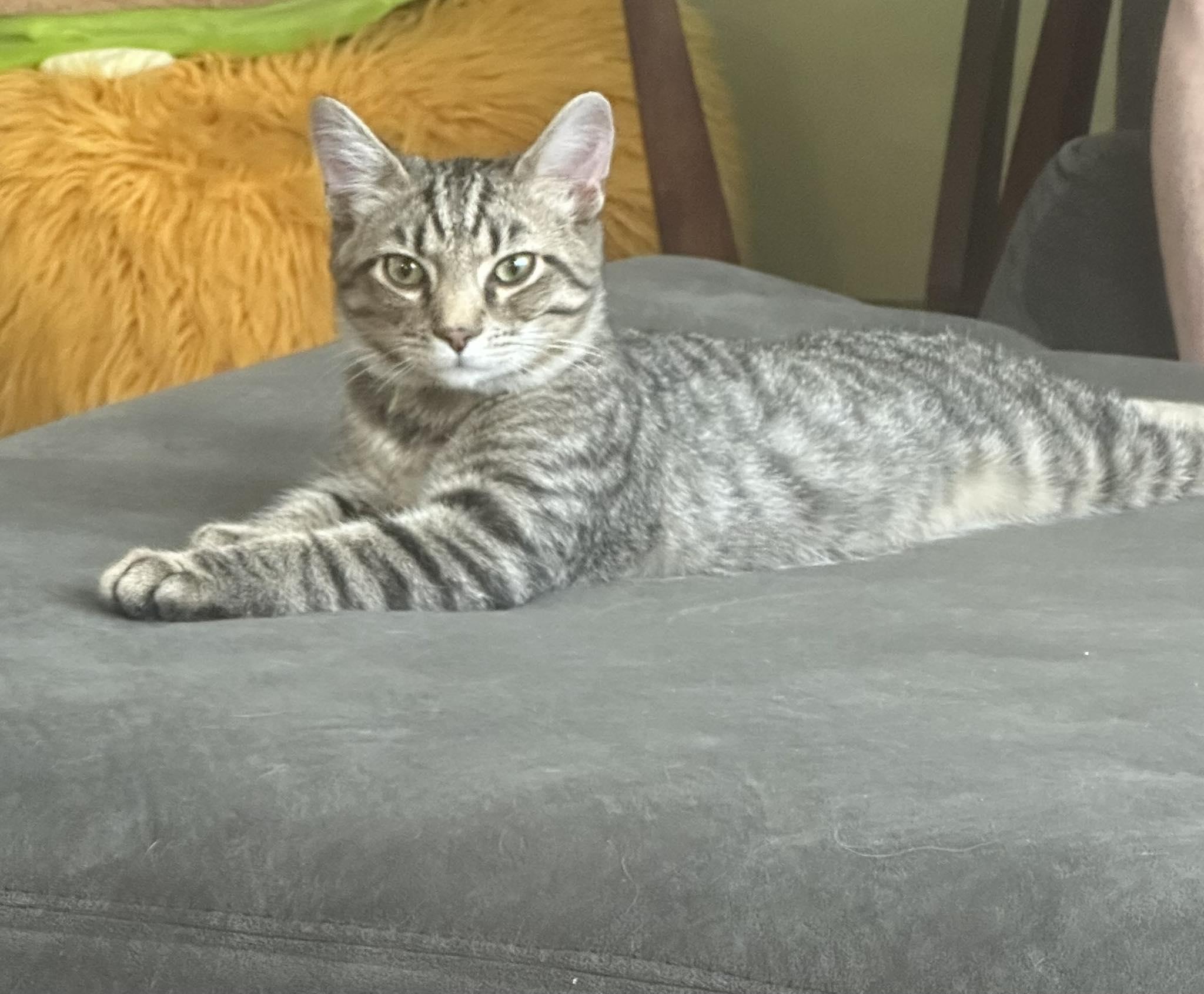 Enlarge Finley, a ADOPTABLE Domestic Short Hair in Carnegie, PA image 1/6