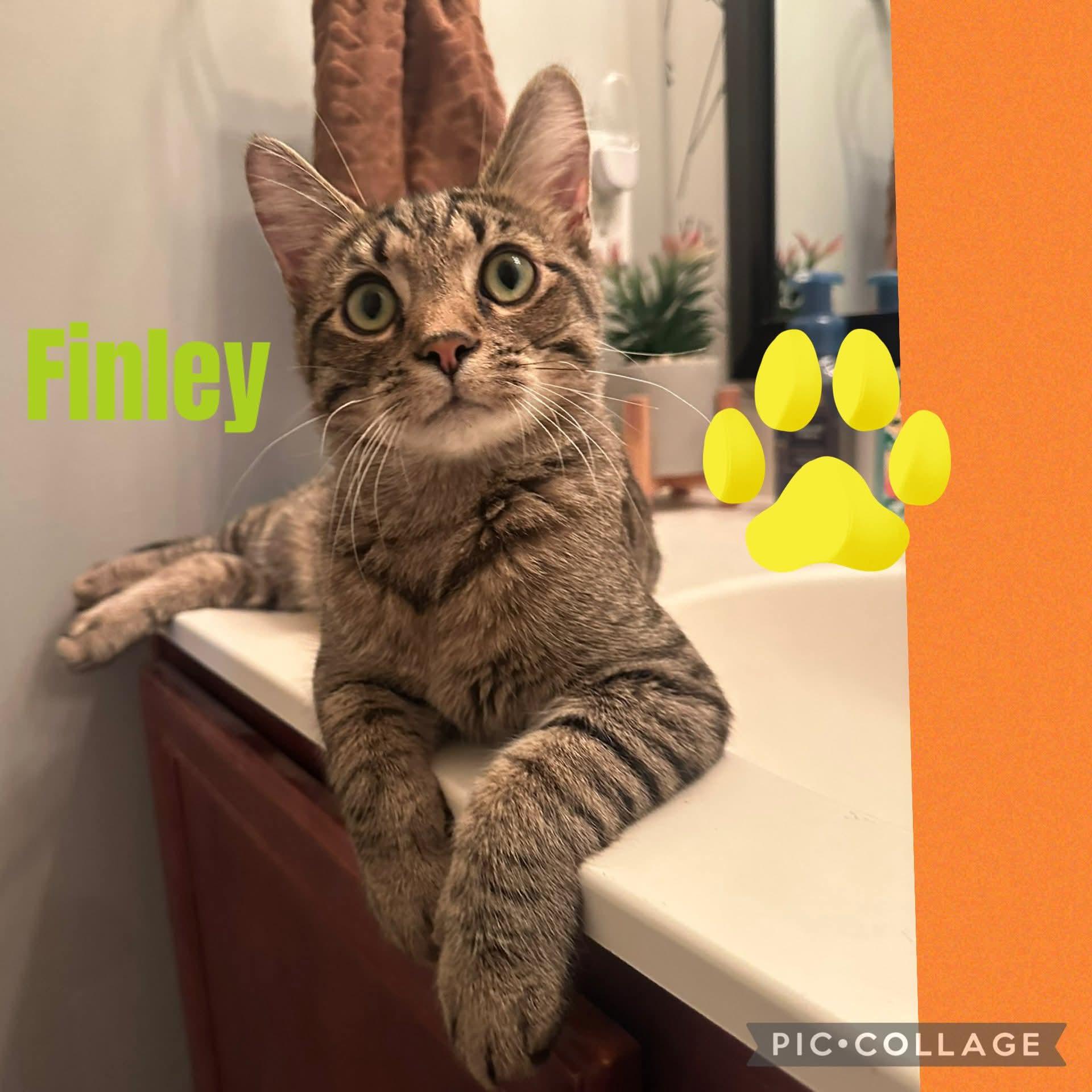 Finley, ADOPTABLE, Kitten Male Domestic Short Hair.