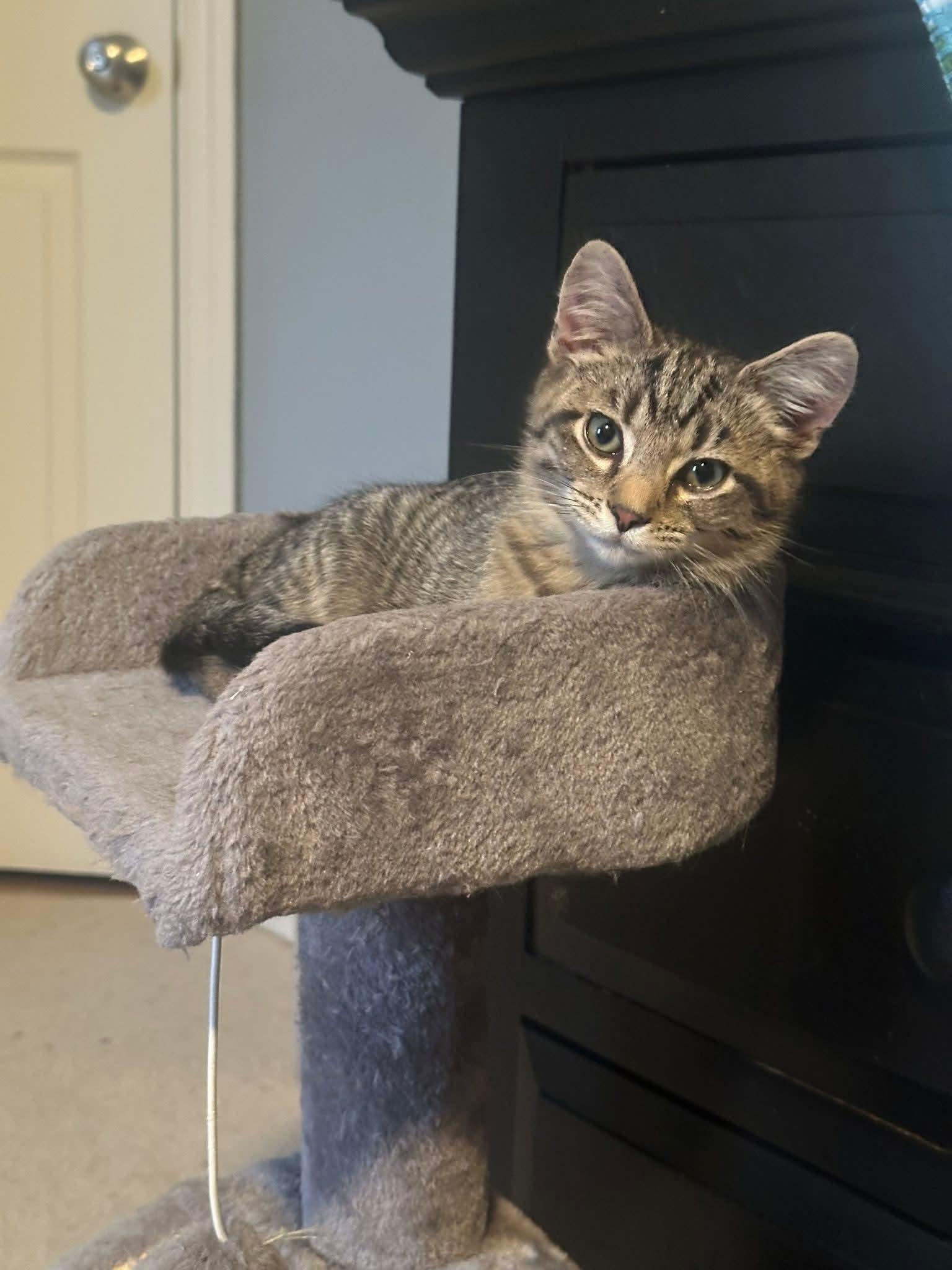 Enlarge Finley, a ADOPTABLE Domestic Short Hair in Carnegie, PA image 3/6