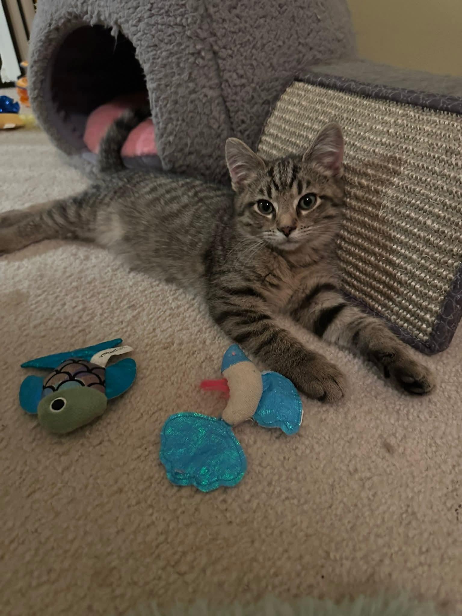 Enlarge Finley, a ADOPTABLE Domestic Short Hair in Carnegie, PA image 4/6