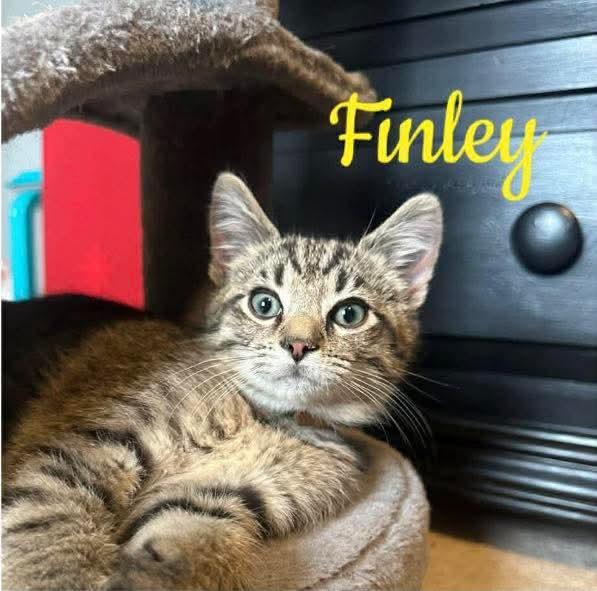 Enlarge Finley, a ADOPTABLE Domestic Short Hair in Carnegie, PA image 2/6