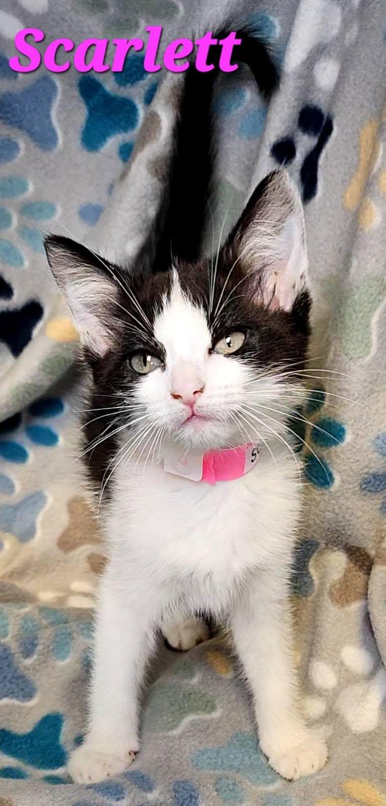 Scarlett, Adopted, Young Female Domestic Short Hair.