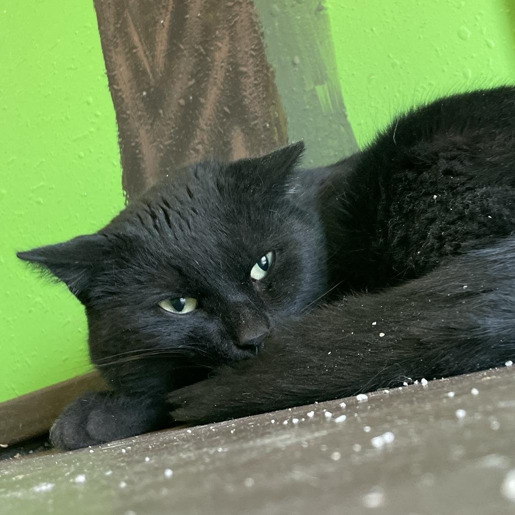 Enlarge Turk, a Adoptable Domestic Short Hair in West Des Moines, IA image 2/5