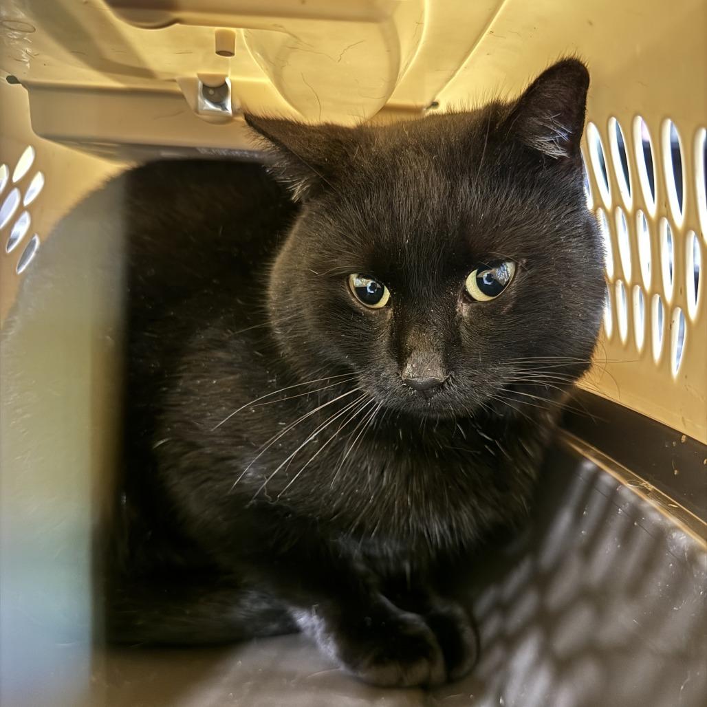 Enlarge Turk, a Adoptable Domestic Short Hair in West Des Moines, IA image 3/5