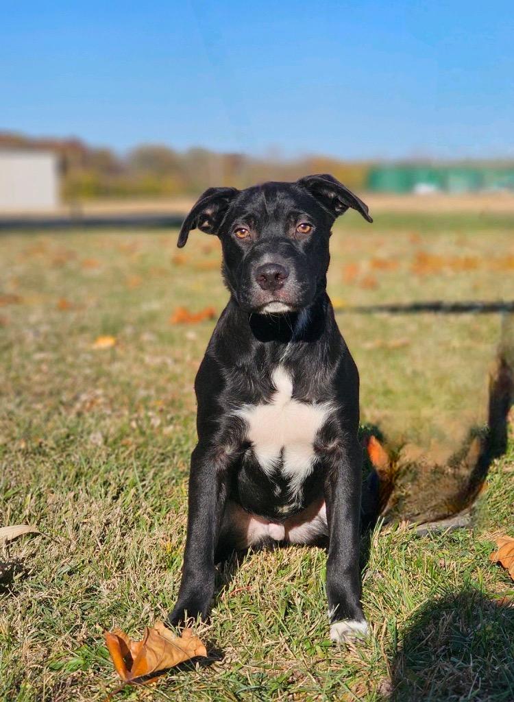 Boyd, Adoptable, Young Male Labrador Retriever.