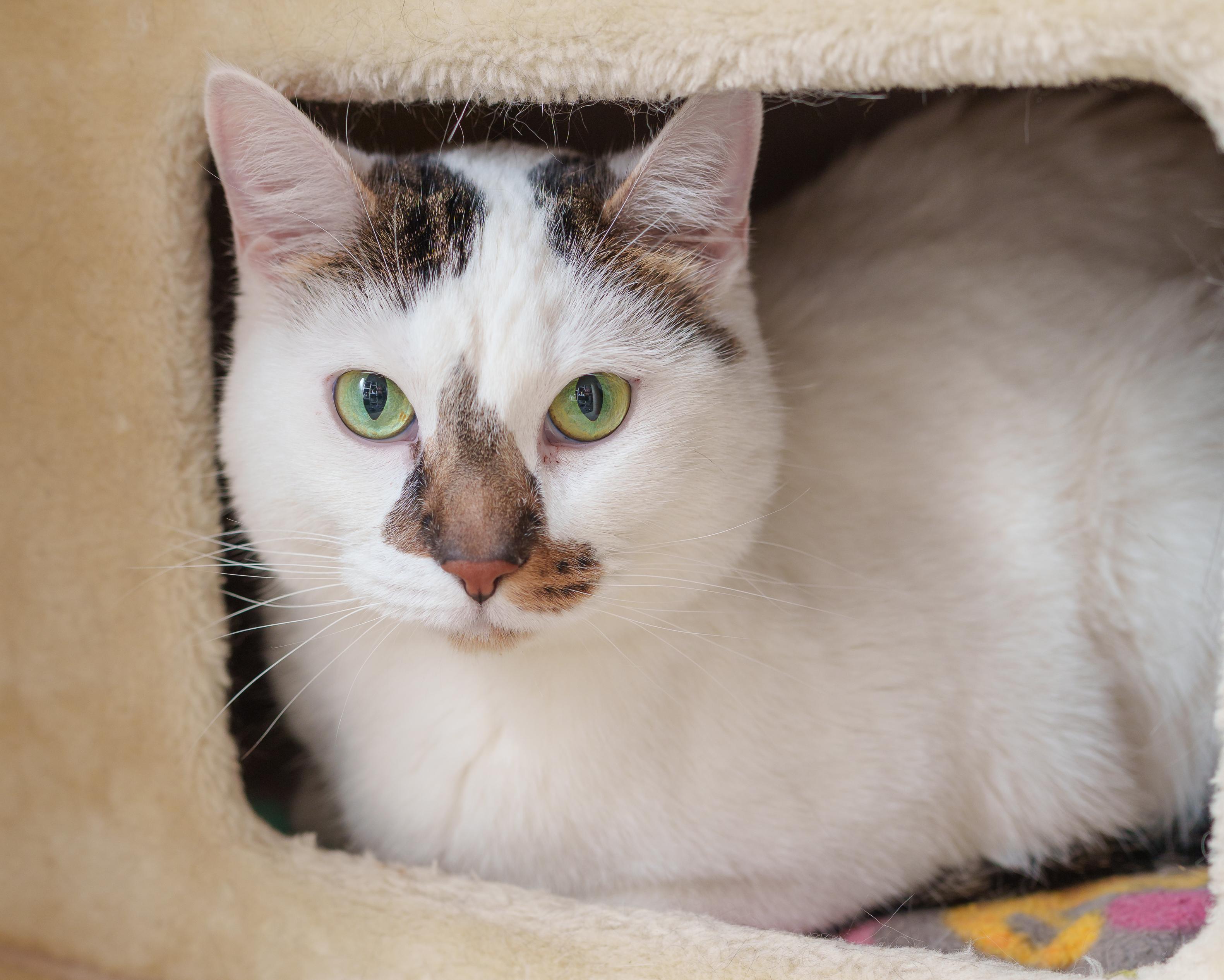 Cash, ADOPTABLE, Adult Male Domestic Short Hair.