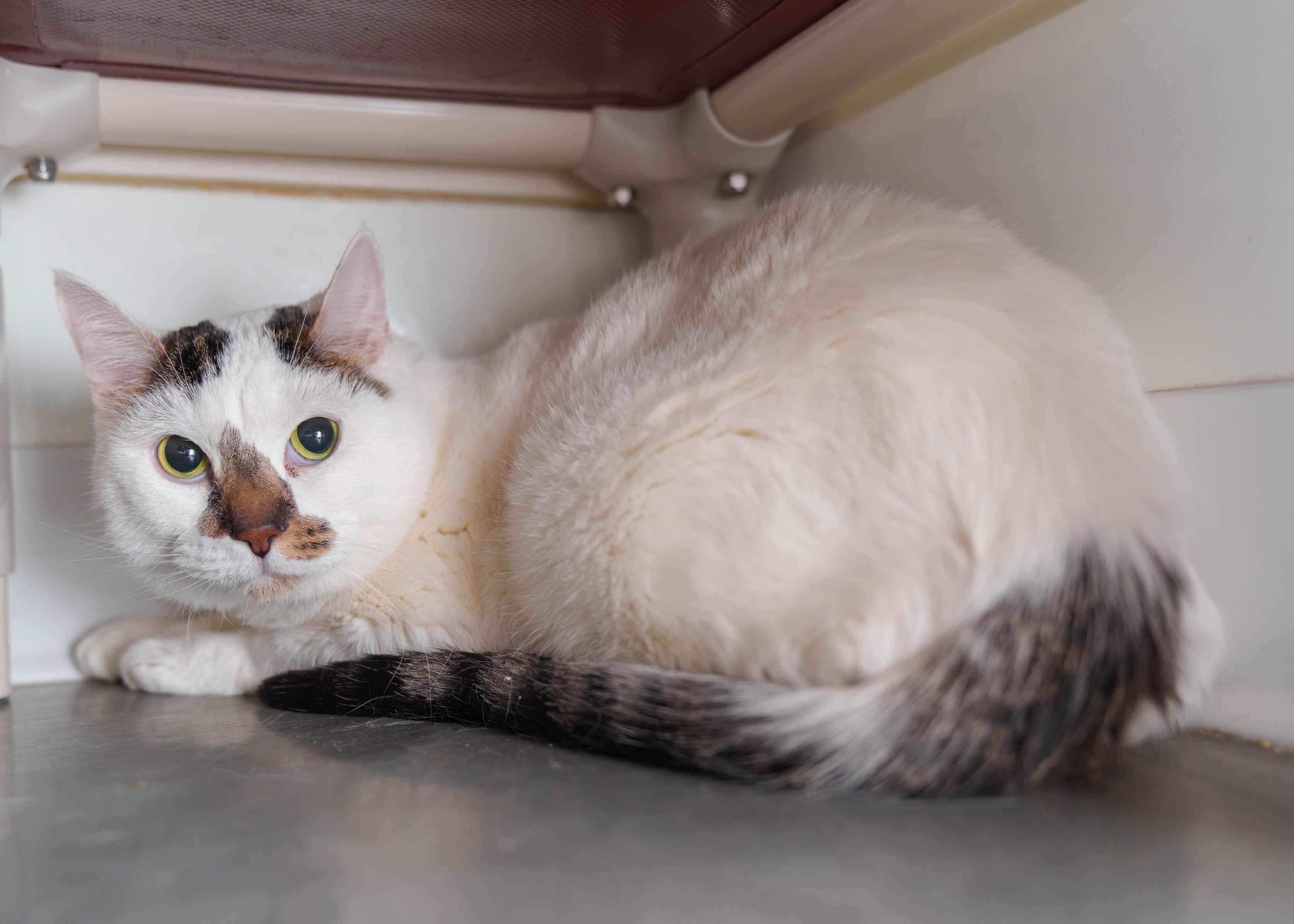 Cash, a ADOPTABLE Domestic Short Hair in Boise, ID image 2/2