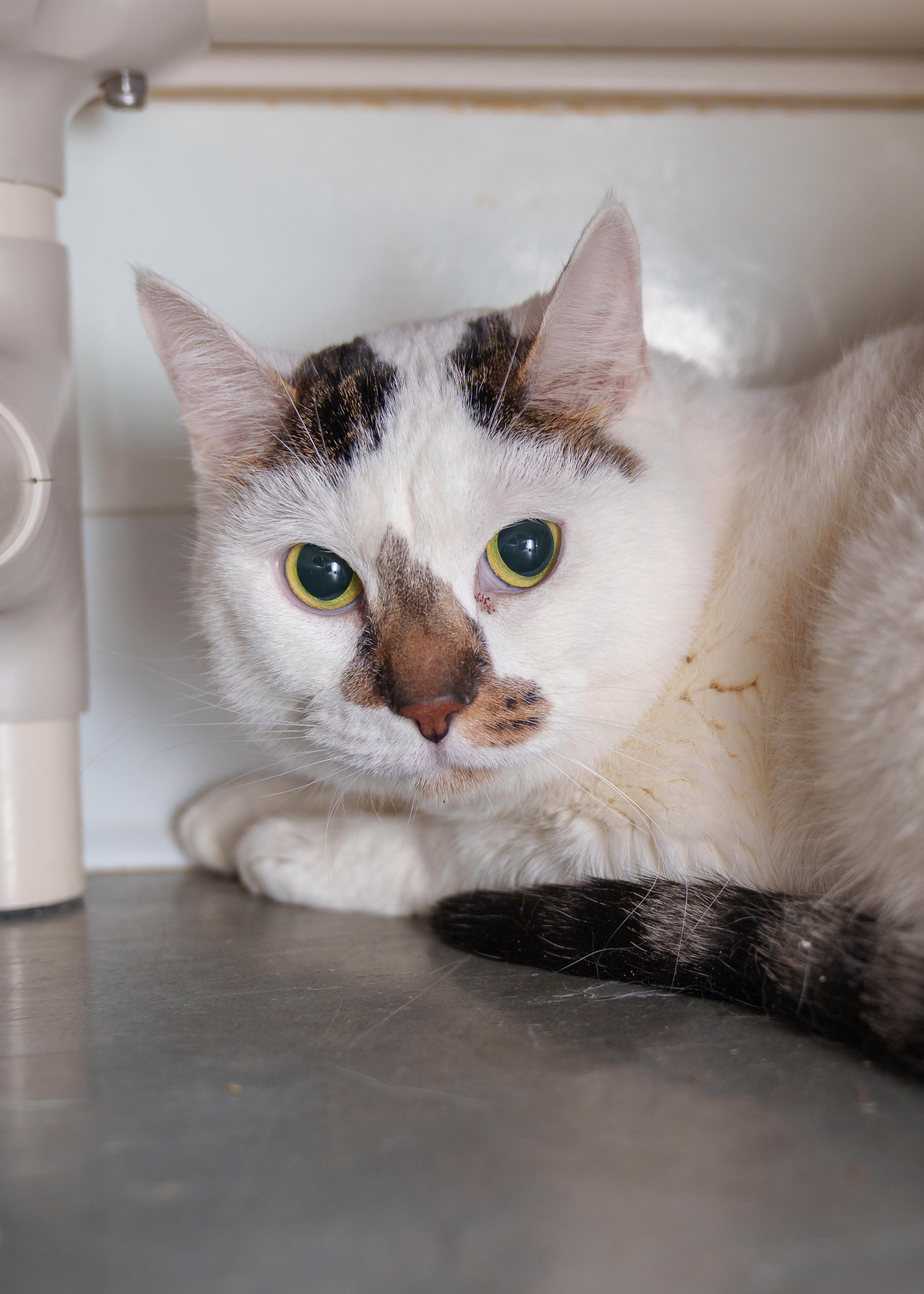 Cash, ADOPTABLE, Adult Male Domestic Short Hair.