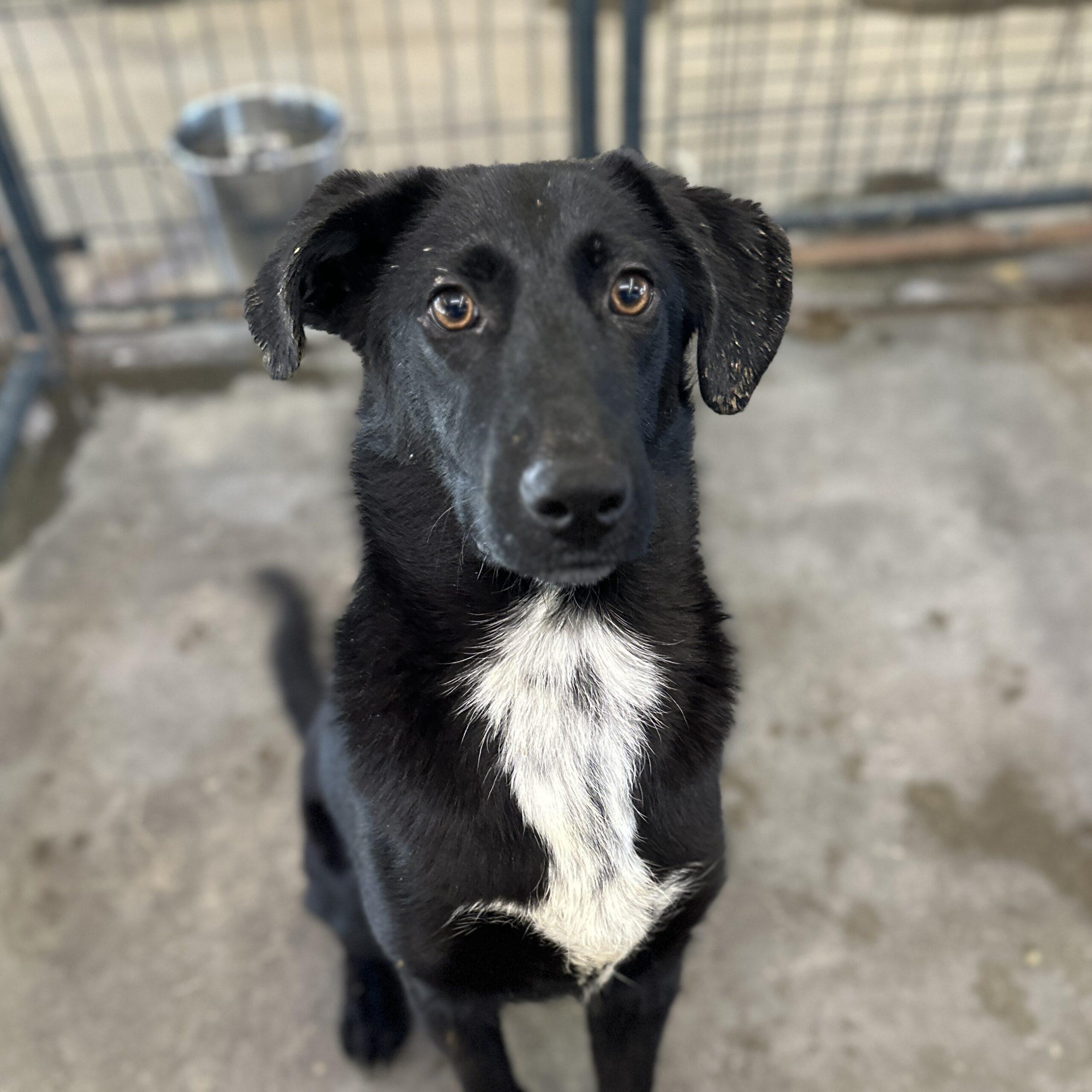 Nigiri — thumbnail 6