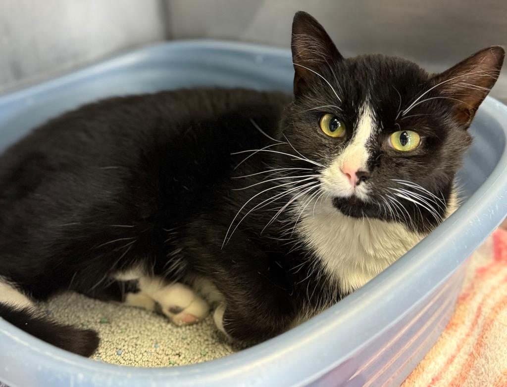Rolex, Adoptable, Young Male Domestic Short Hair.