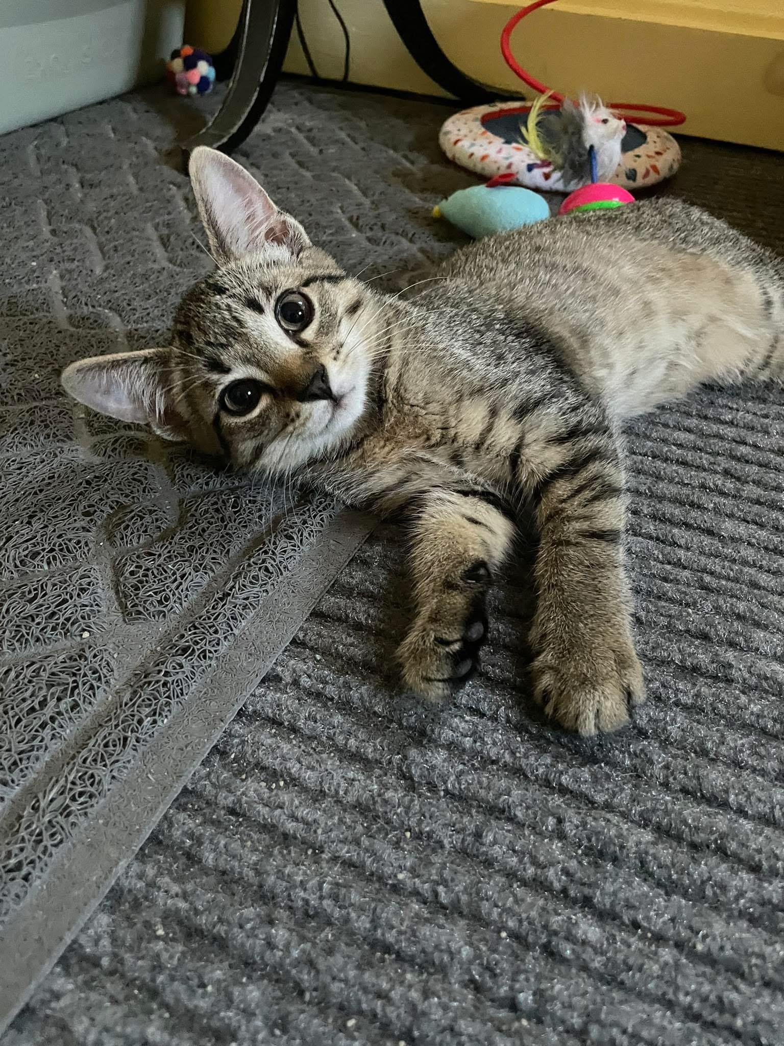 Cat for adoption Phoebe (kitten), a Domestic Short Hair in Enfield