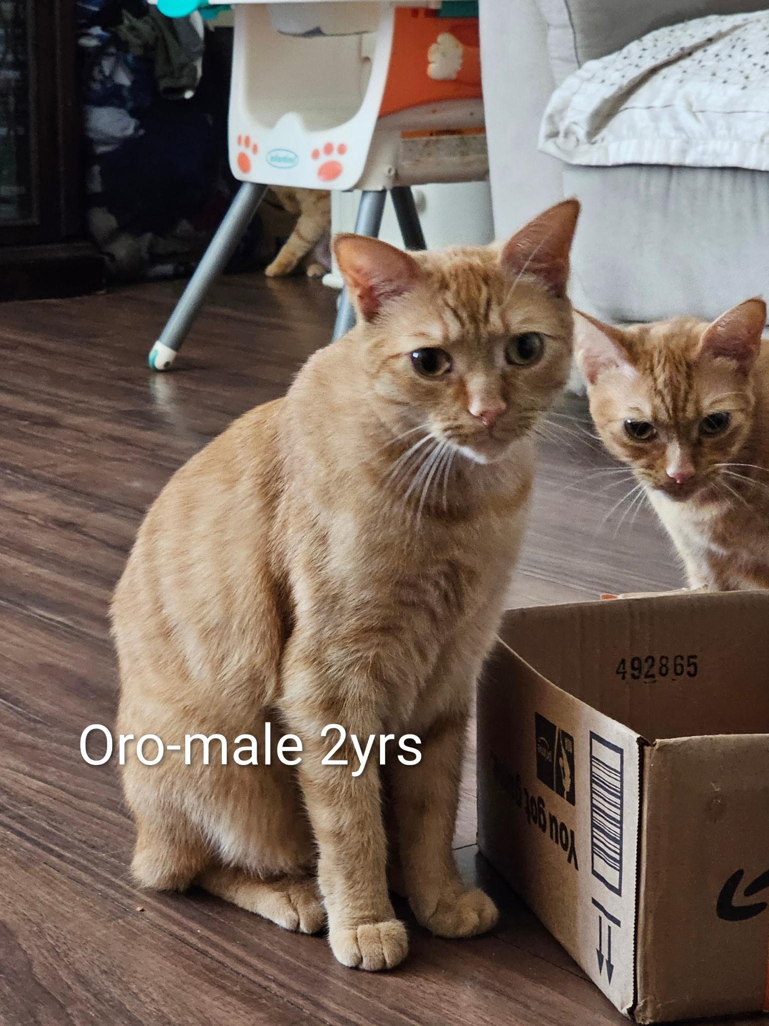 Enlarge Oro, a ADOPTABLE Tabby in Monrovia , CA image 1/1