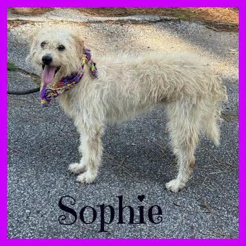 Sophie, ADOPTABLE, Adult Female Terrier.