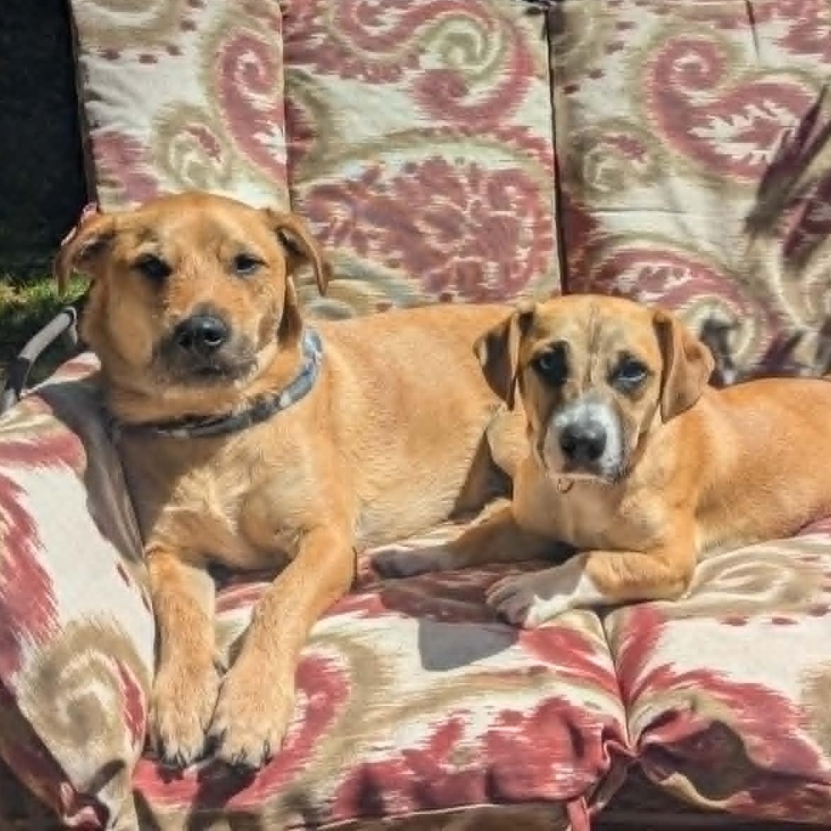 Enlarge Libby, an adopted mixed breed in Silvana, WA image 3/6
