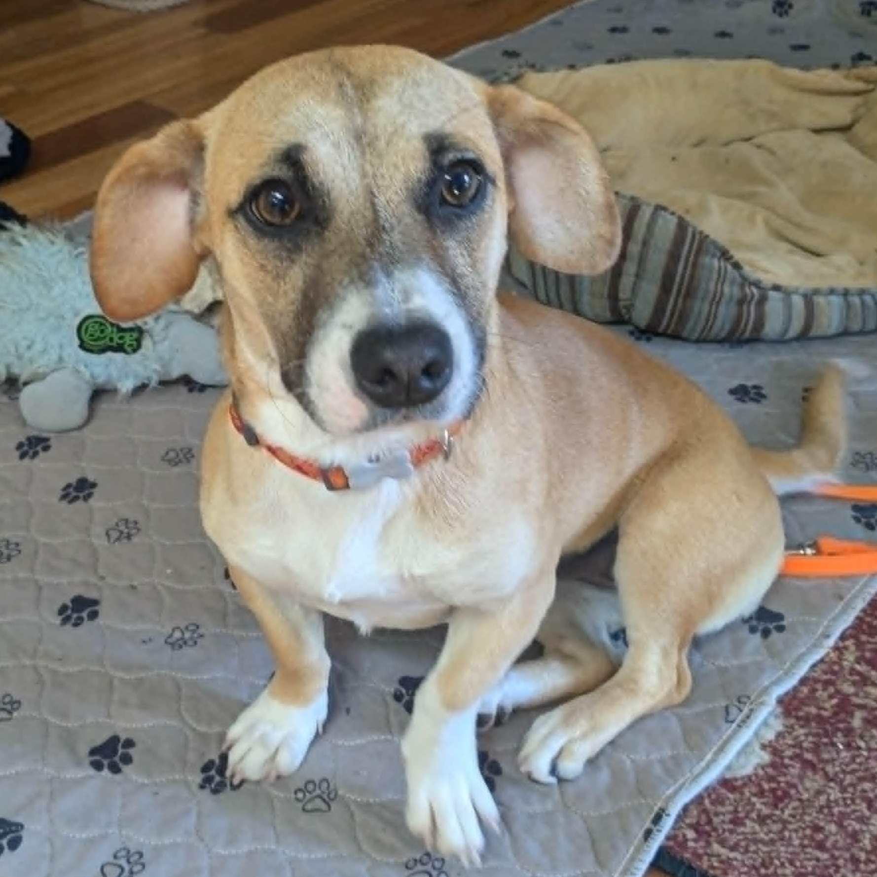 Enlarge Libby, an adopted mixed breed in Silvana, WA image 2/6