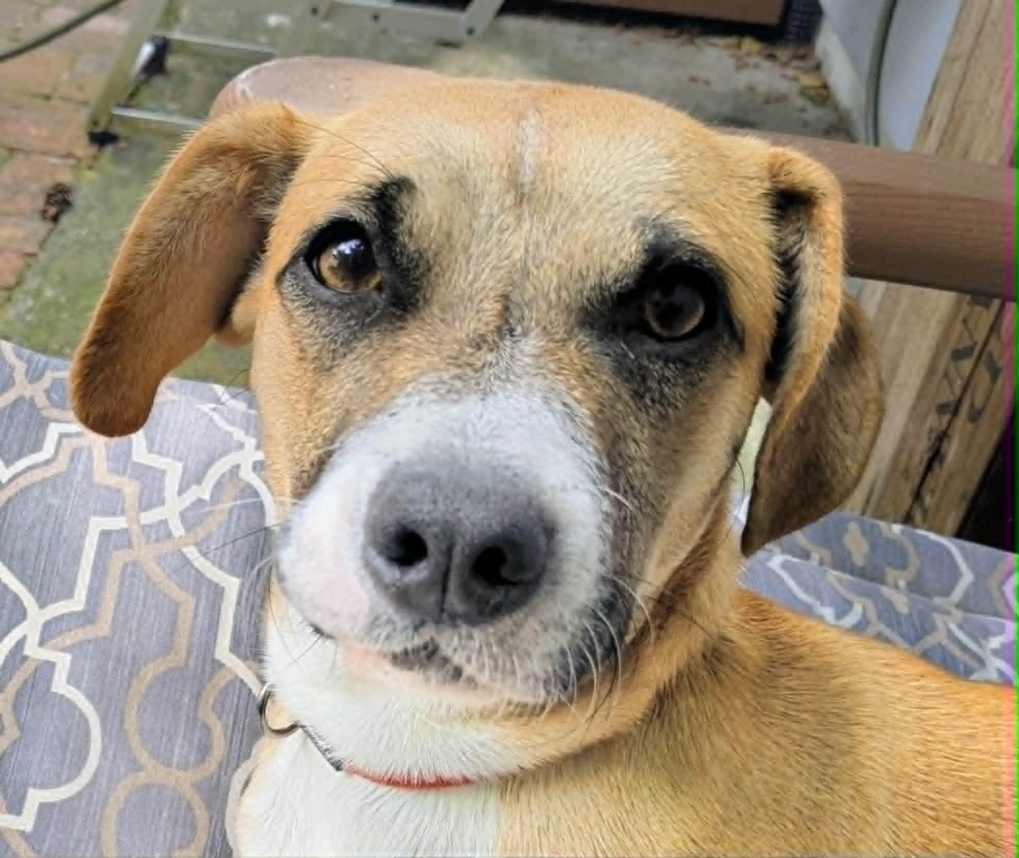 Enlarge Libby, an adopted mixed breed in Silvana, WA image 5/6