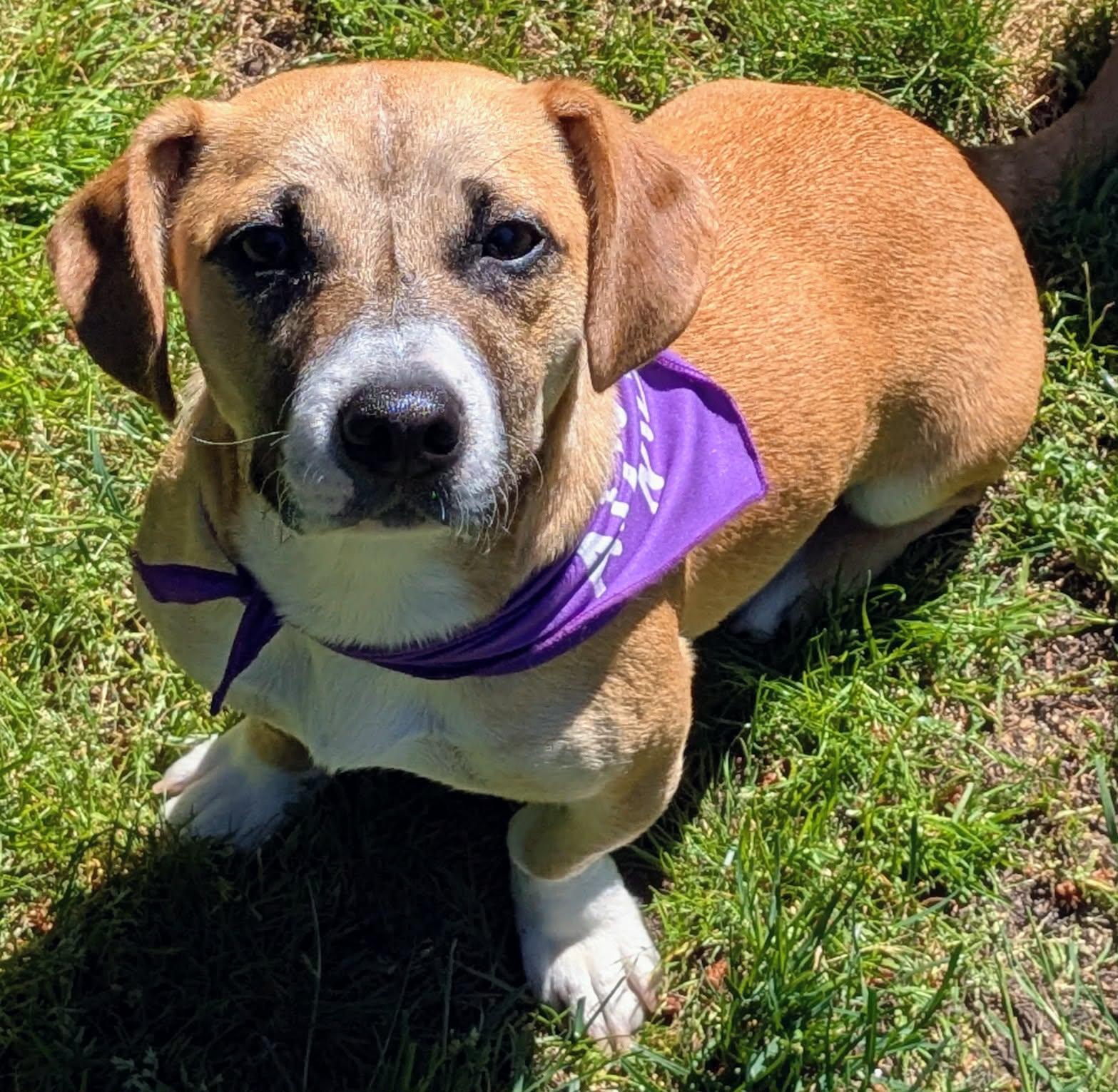 Enlarge Libby, an adopted mixed breed in Silvana, WA image 1/6