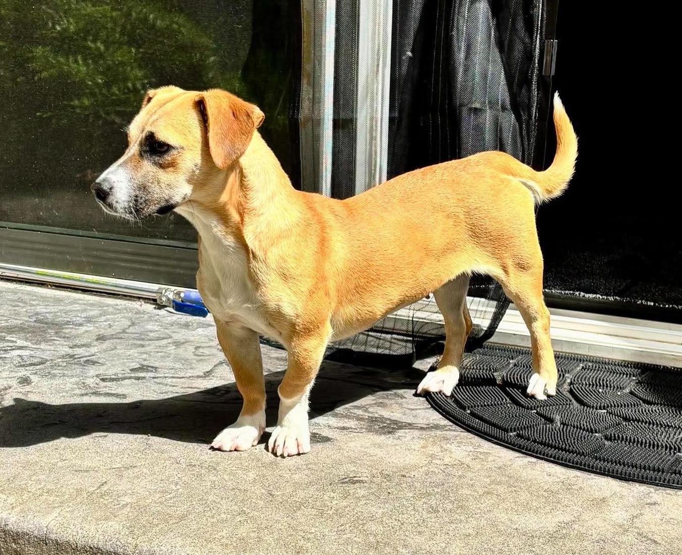 Enlarge Libby, an adopted mixed breed in Silvana, WA image 4/6