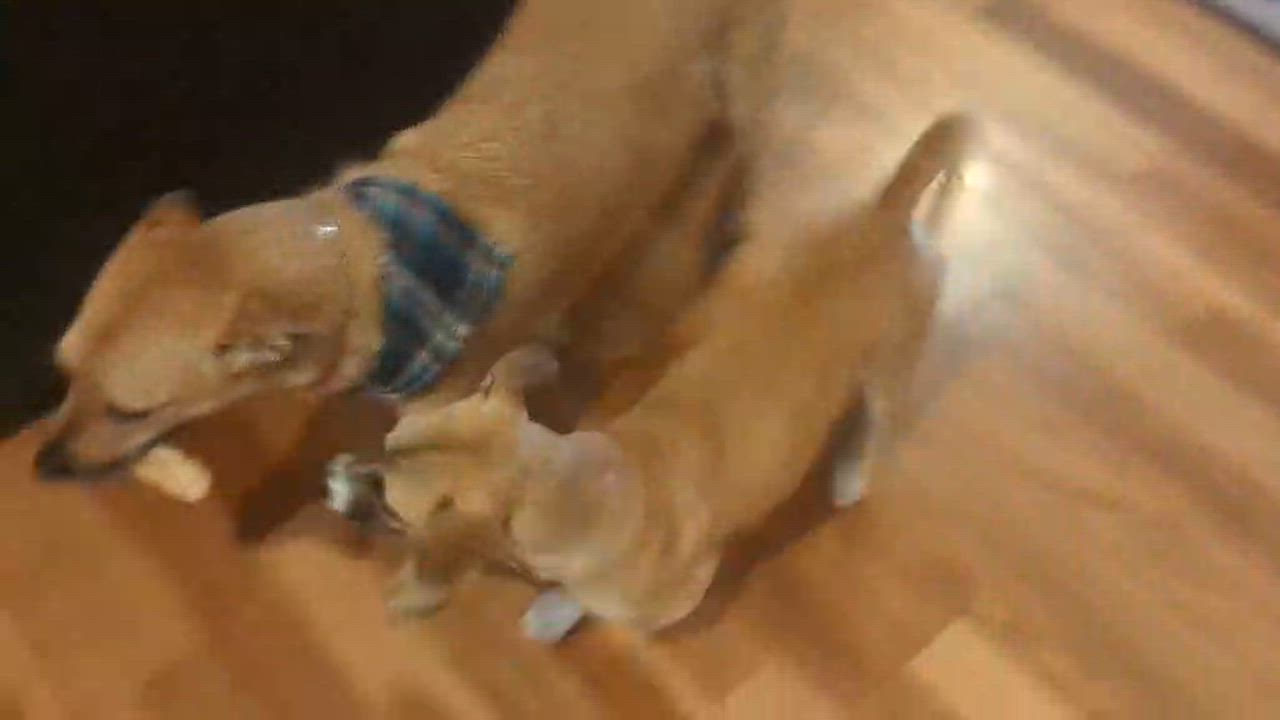 Enlarge Libby, an adopted mixed breed in Silvana, WA video 6/6
