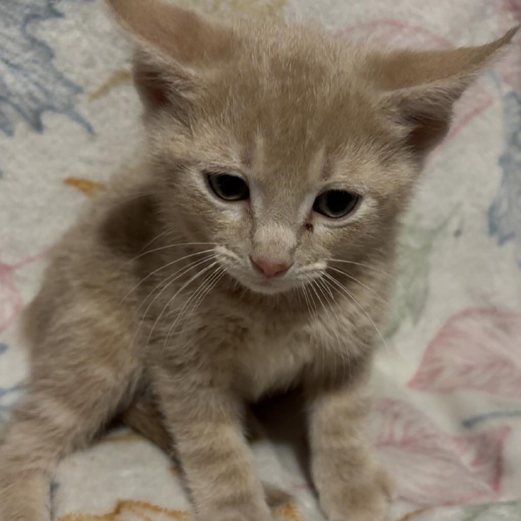 Ron, Adoptable, Kitten Male Domestic Short Hair.